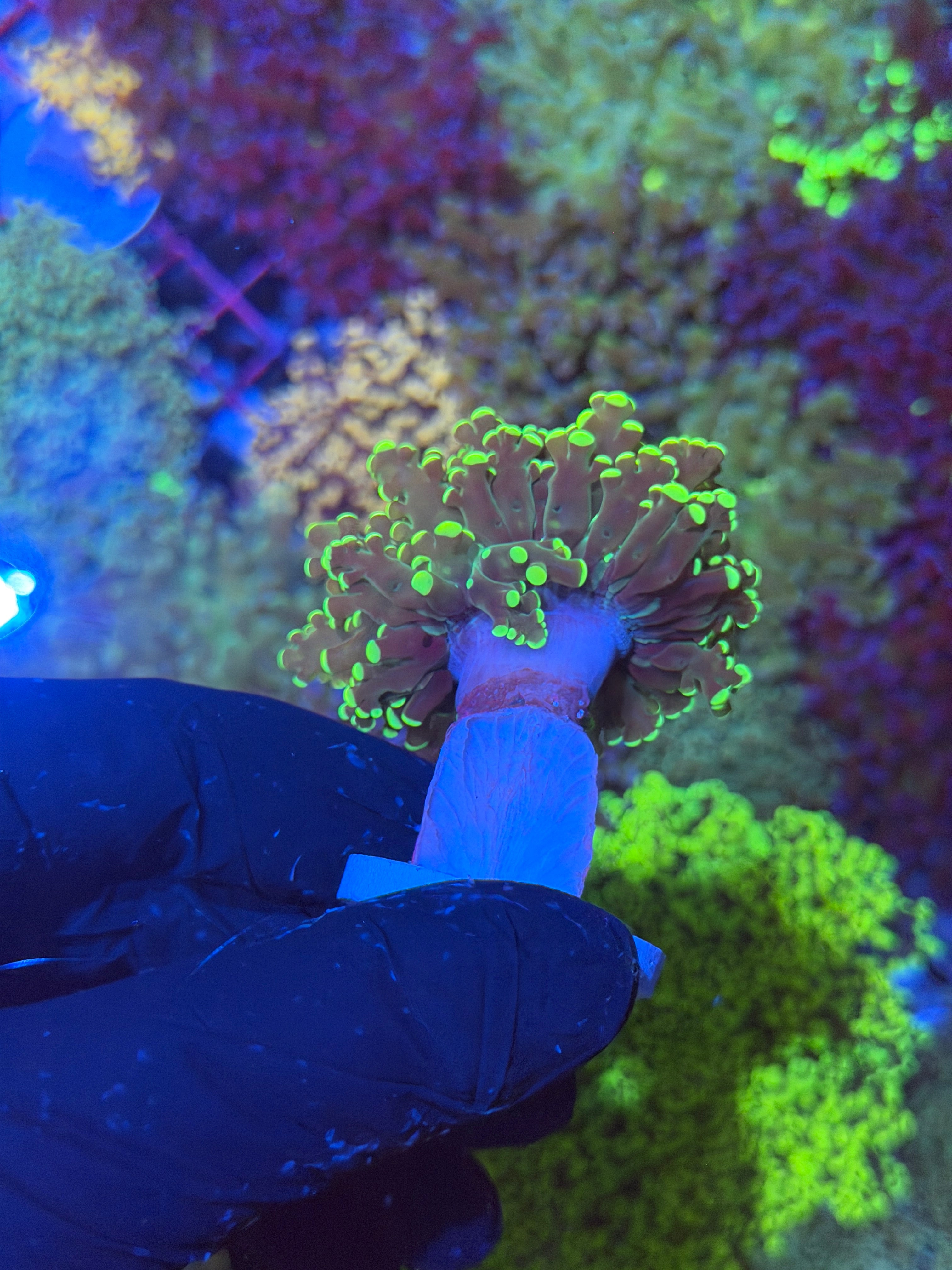 JEA Yellow Toxic Frogspawn Coral 1 XXL Head 7/10
