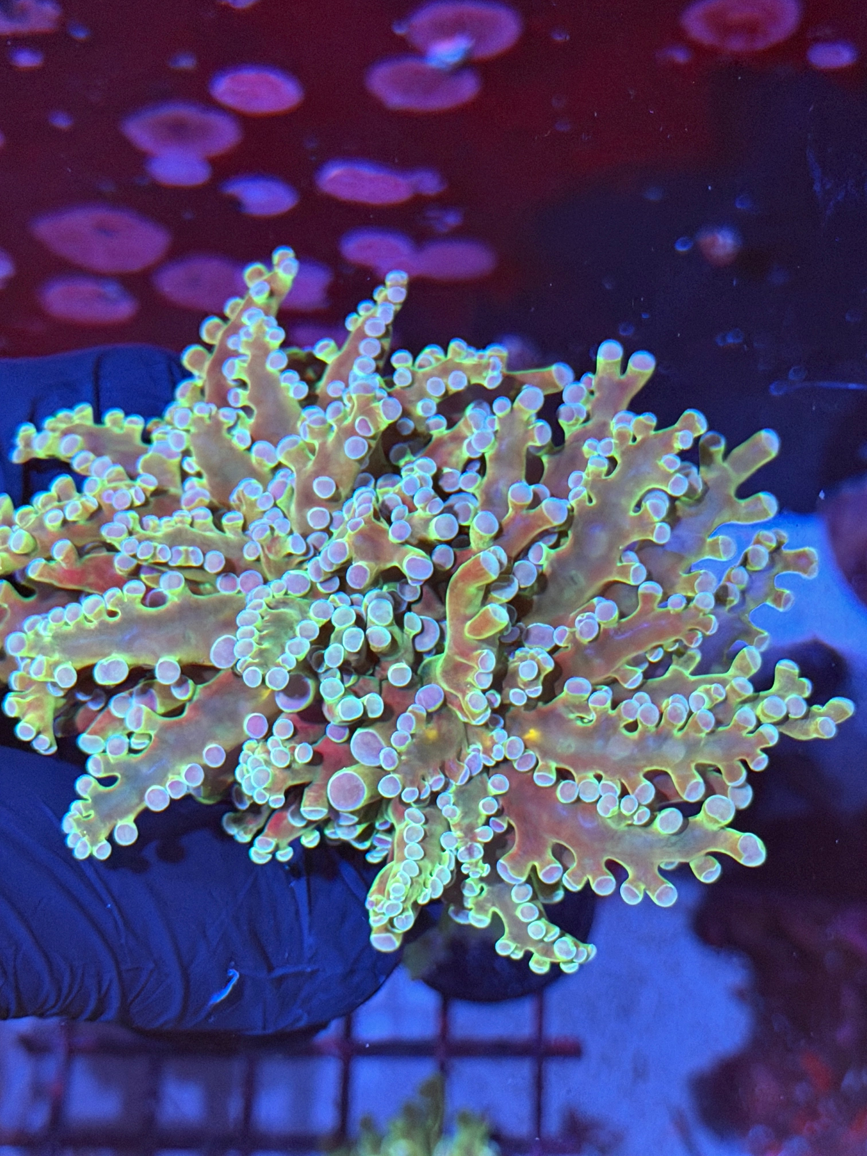 JEA Holy Relic Frogspawn Coral 2 Heads Splitting XXL Show Size