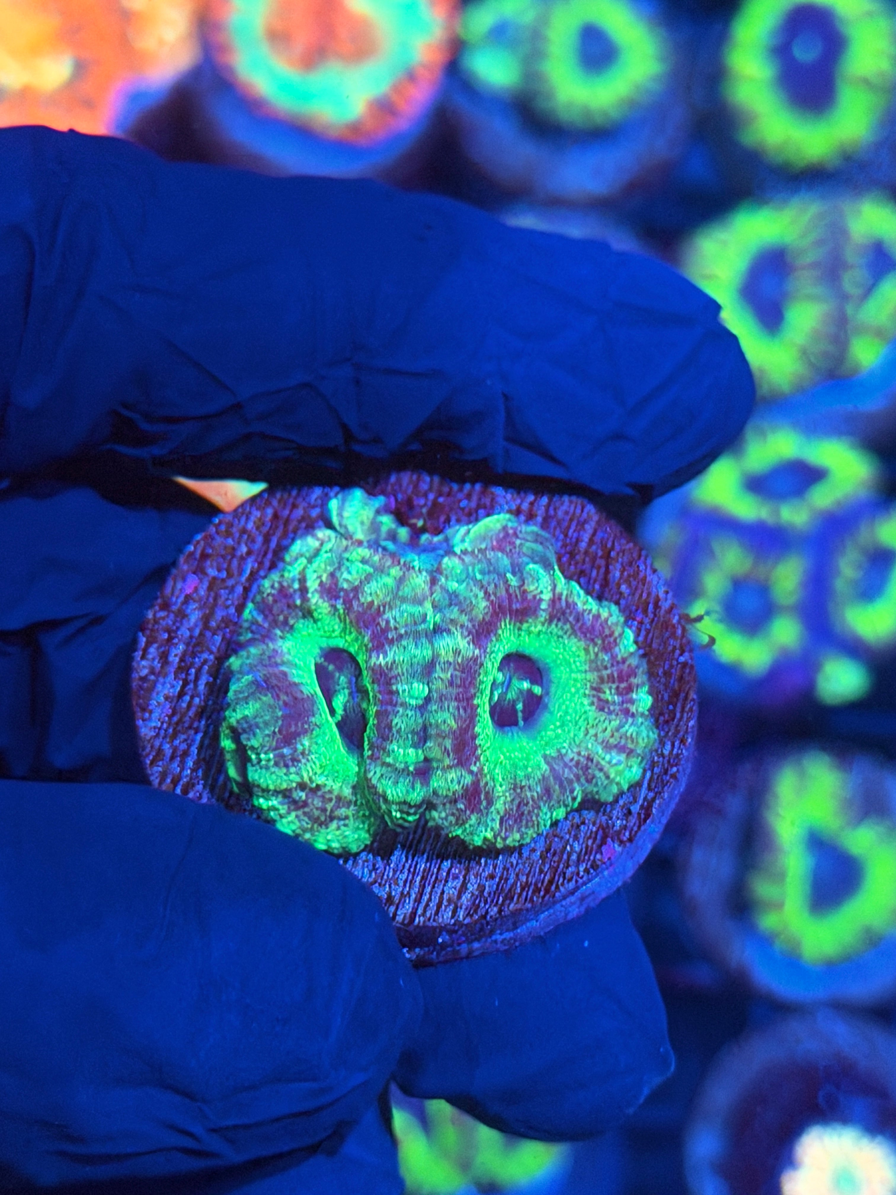 JEA UFO Asian Acans 2 Heads 12/1