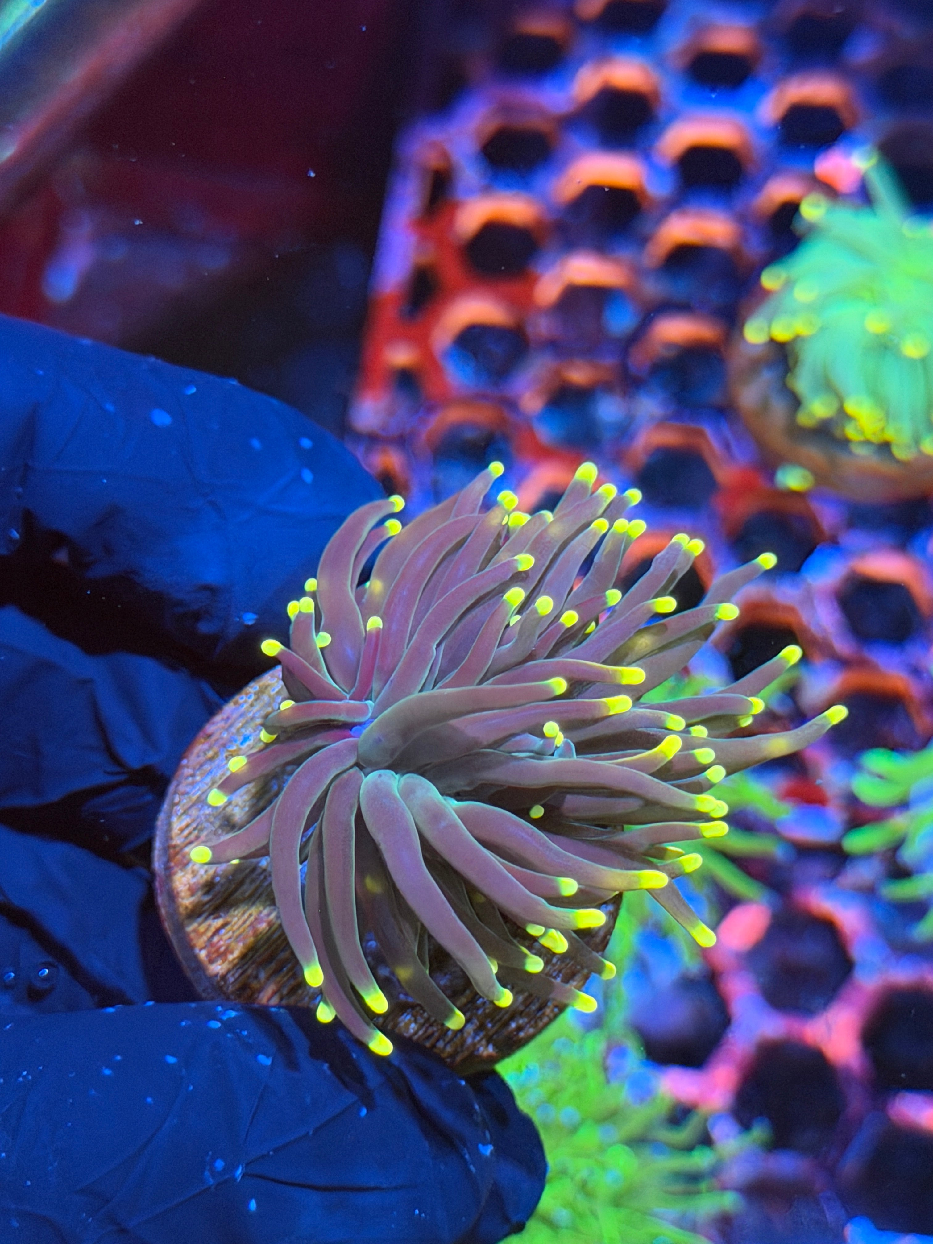 JEA Grape Limeade Torch Coral 1 Head 9/6