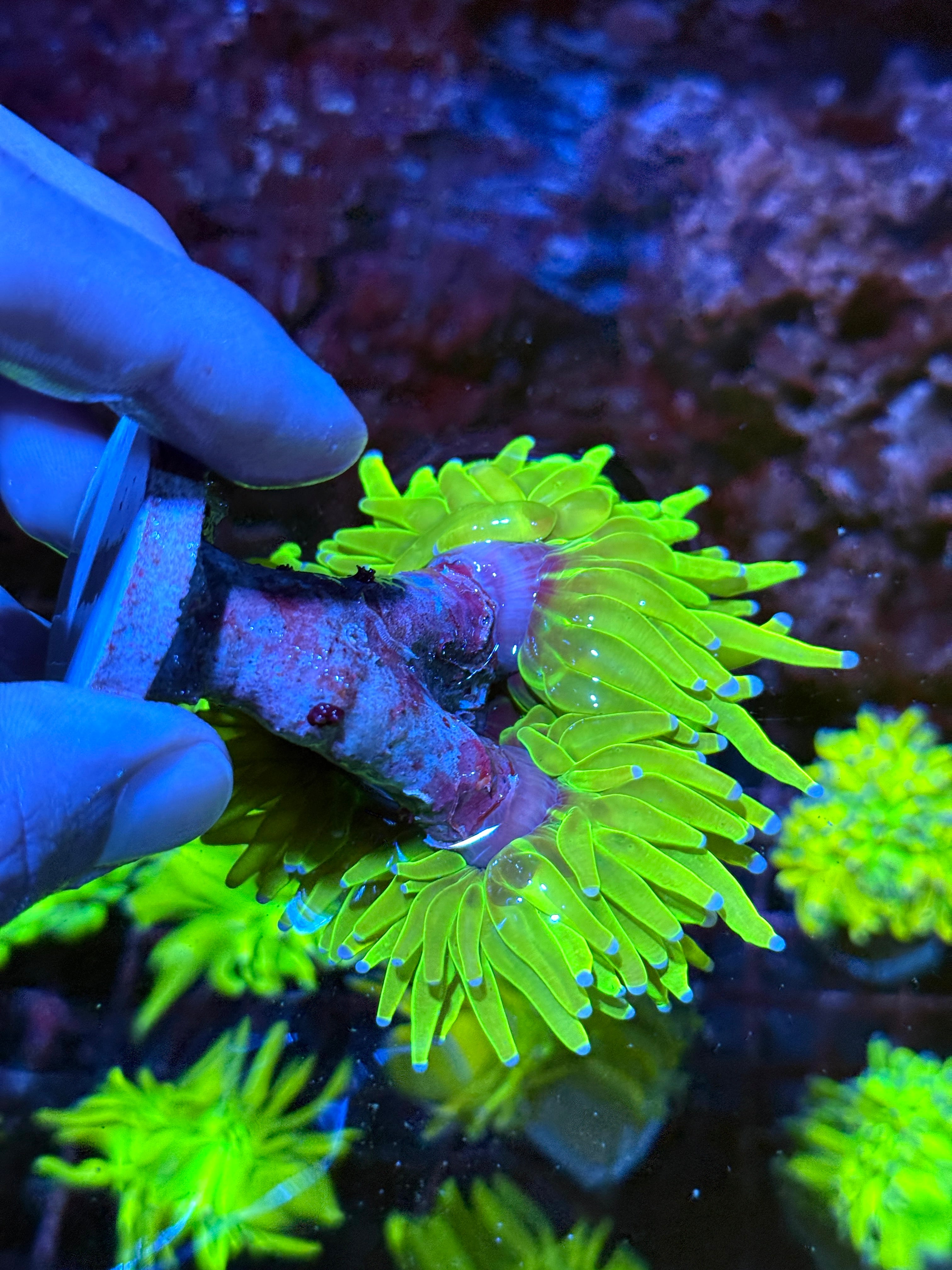 JEA Holy Grail Torch Coral 3 XL Heads Show Piece