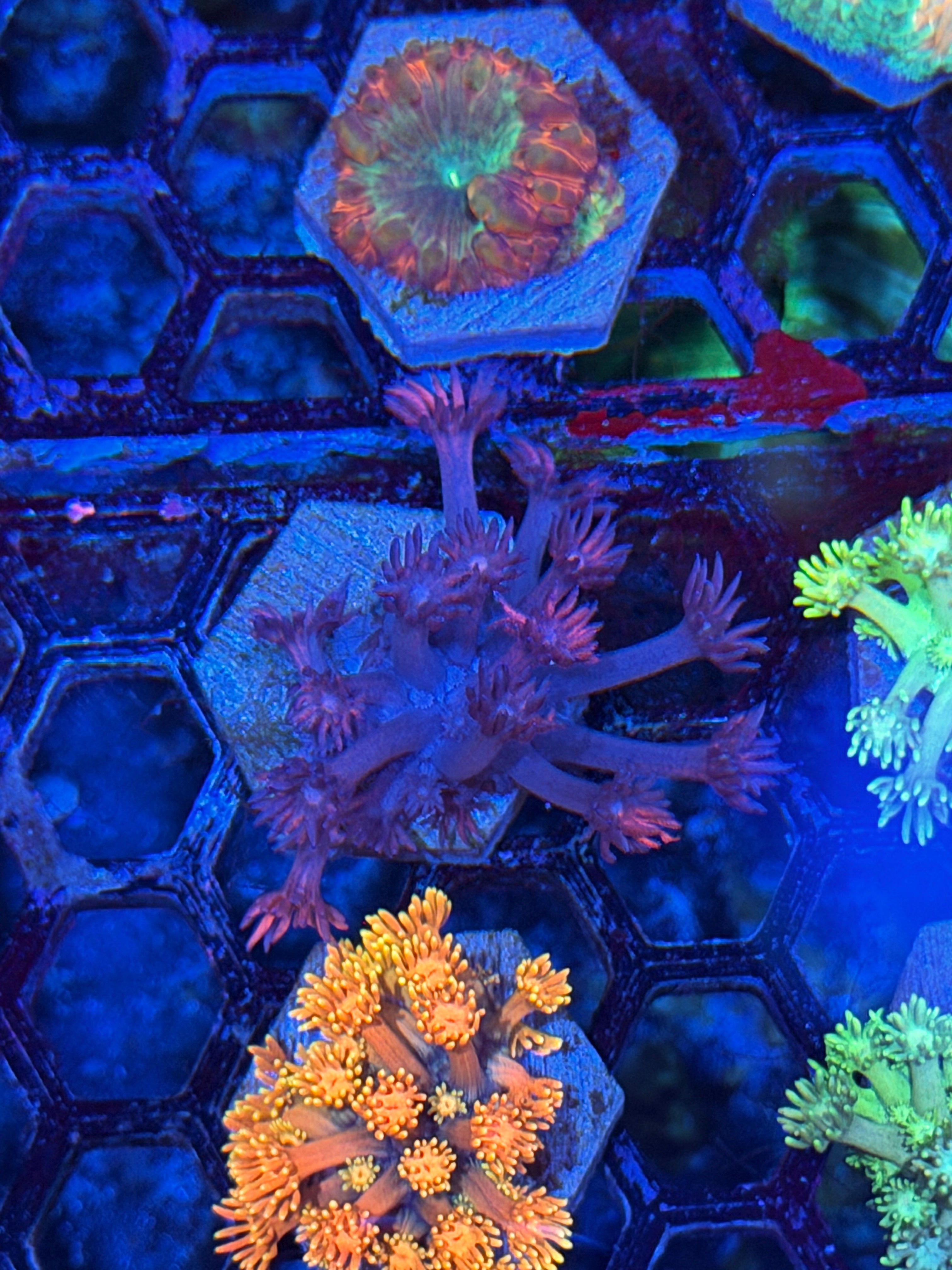 JEA Bloodclot Goniopora Coral 7/21
