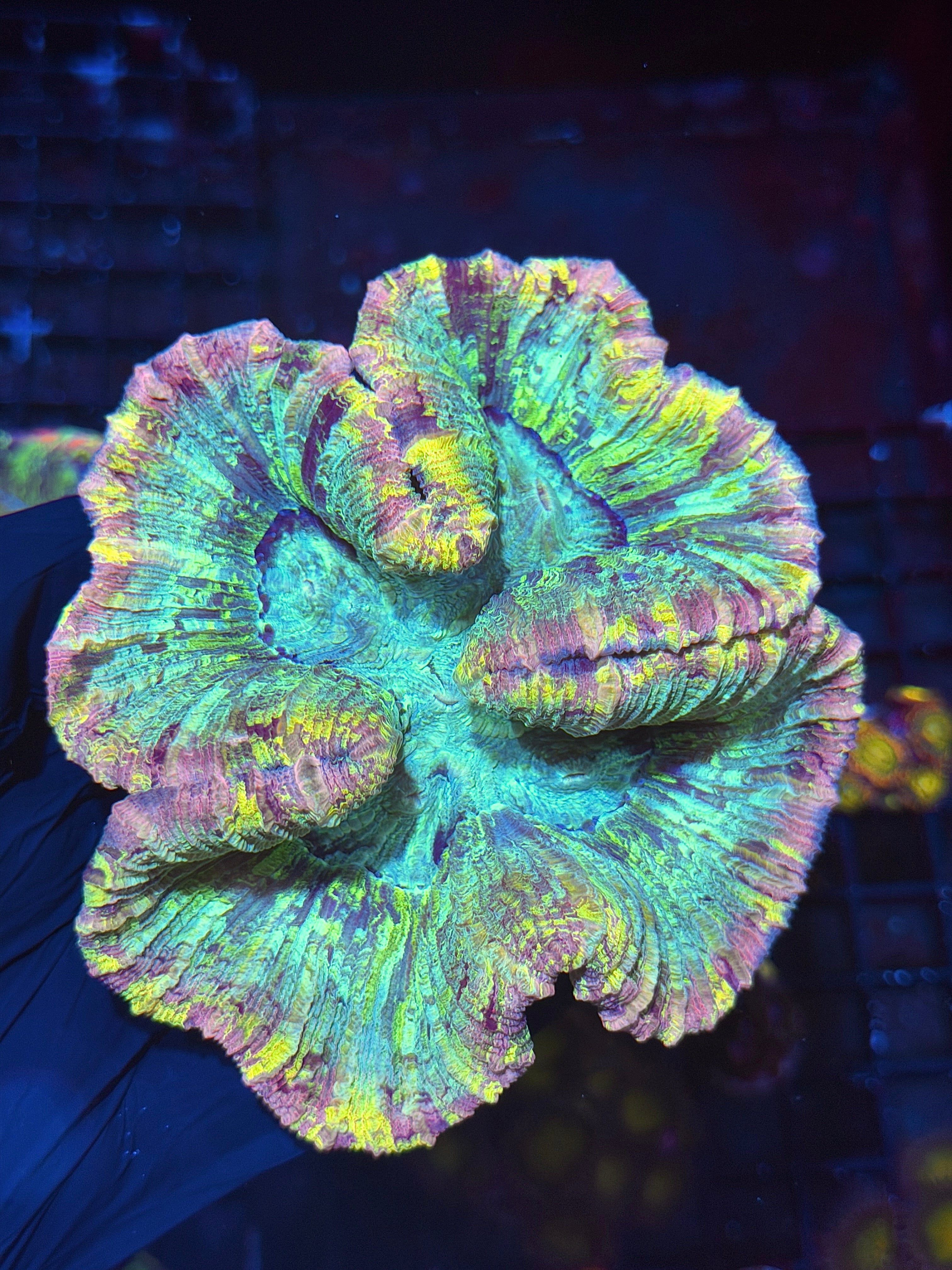 Pink Trachyphyllia Meat Coral XL