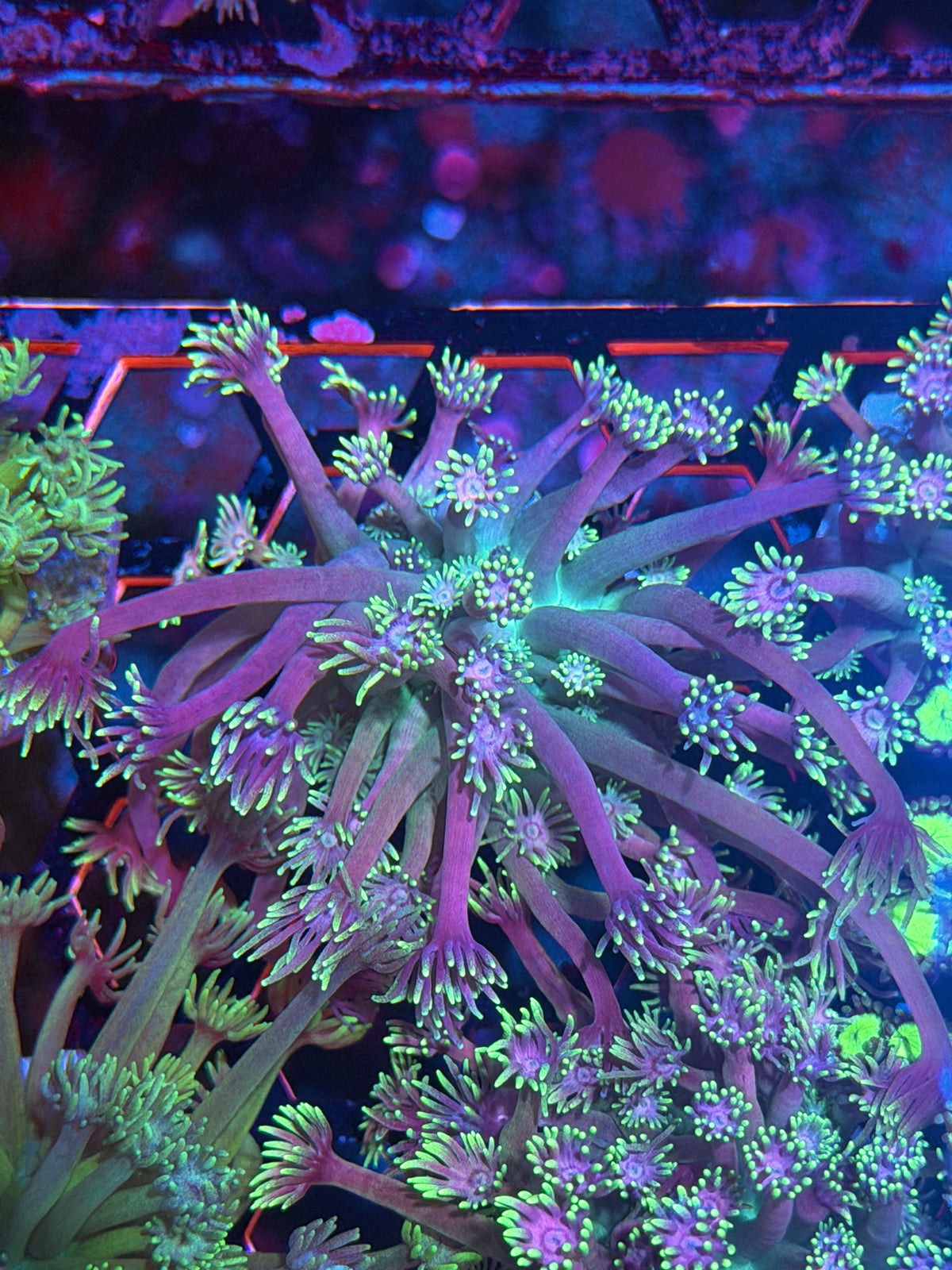 JEA Demon Slayer Goniopora Coral XL 9/28