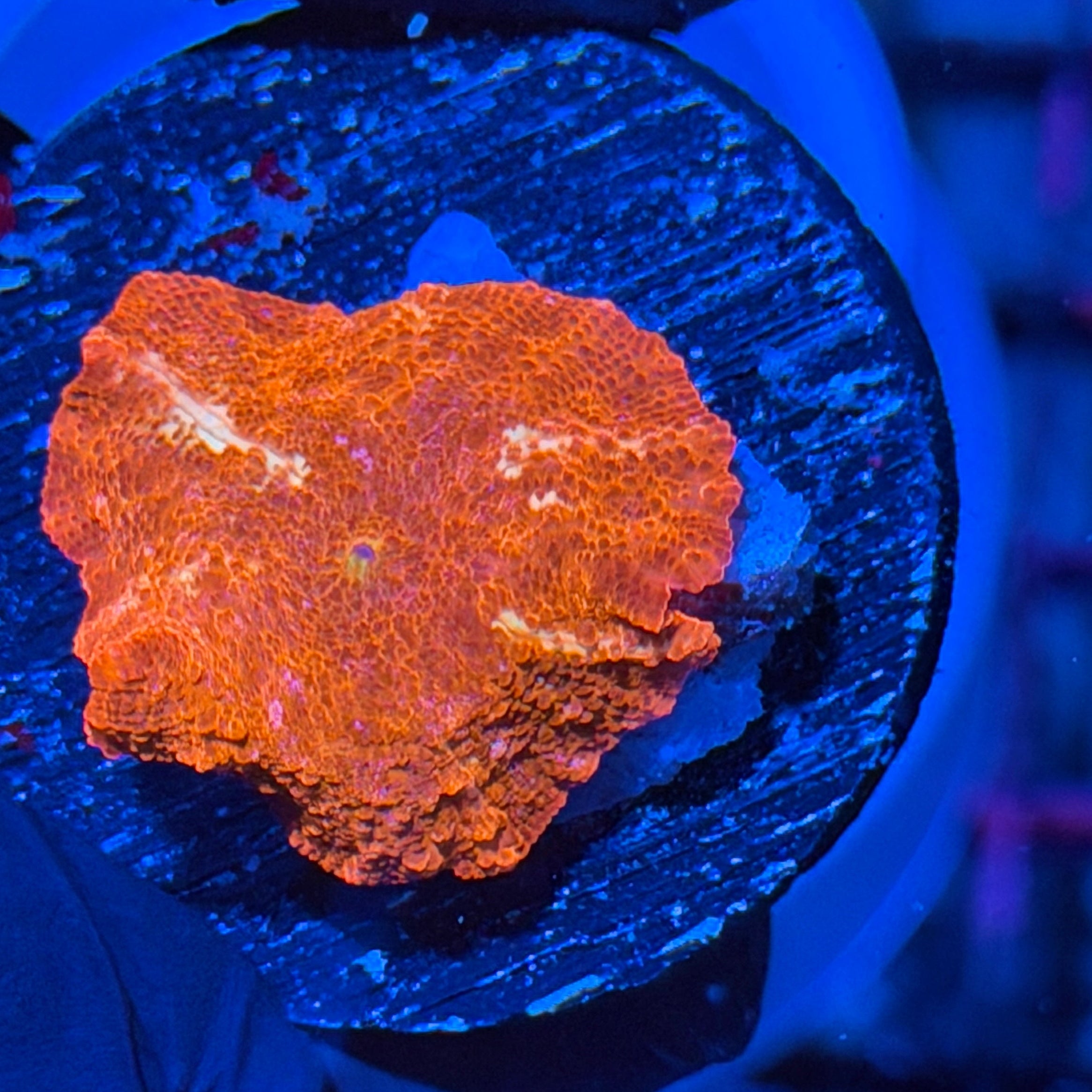 JEA Deadpool Jawbreaker Mushroom Coral White Streaks 3/3