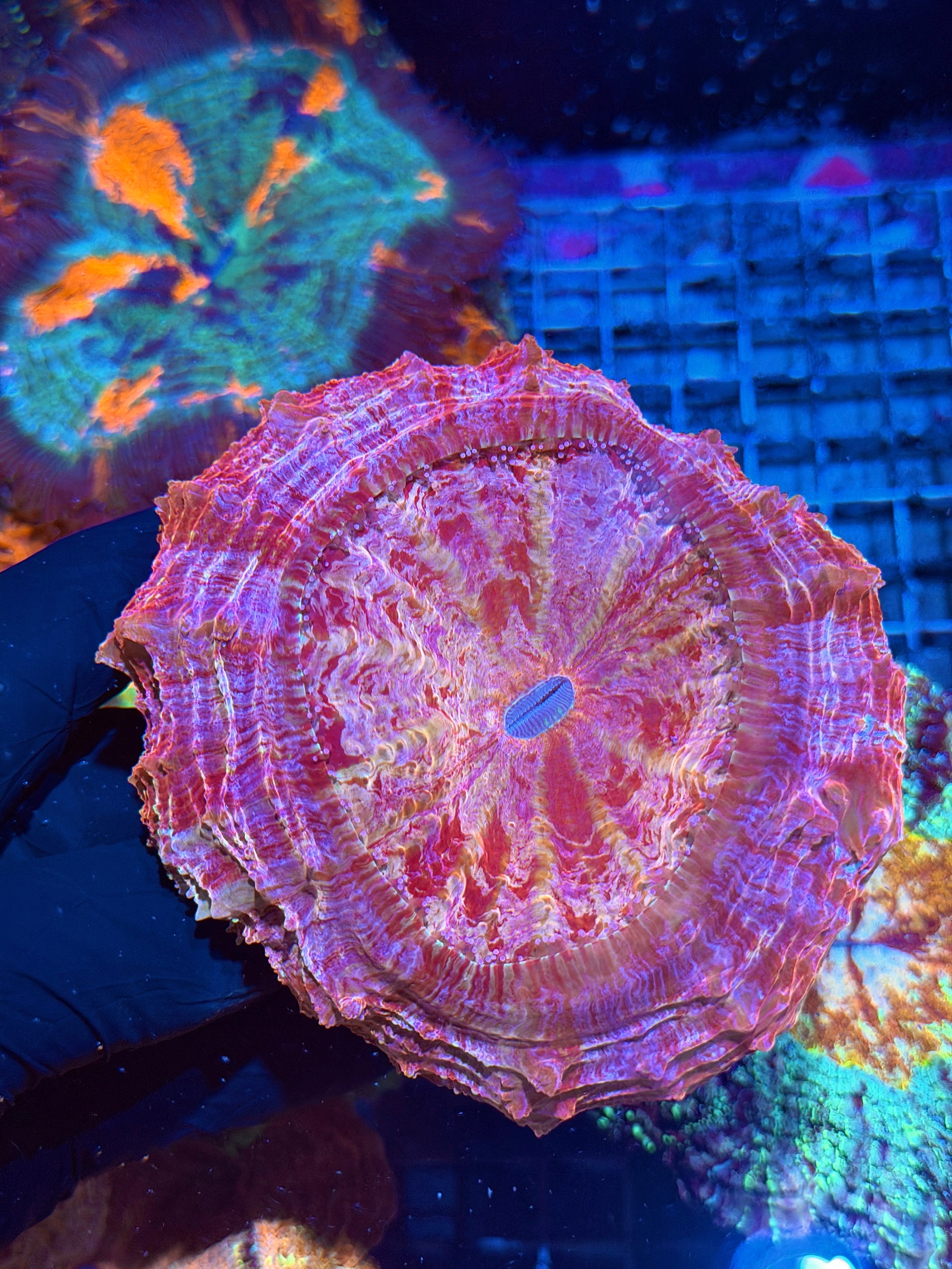 Blood Splatter Acanthophyllia Meat Coral XL