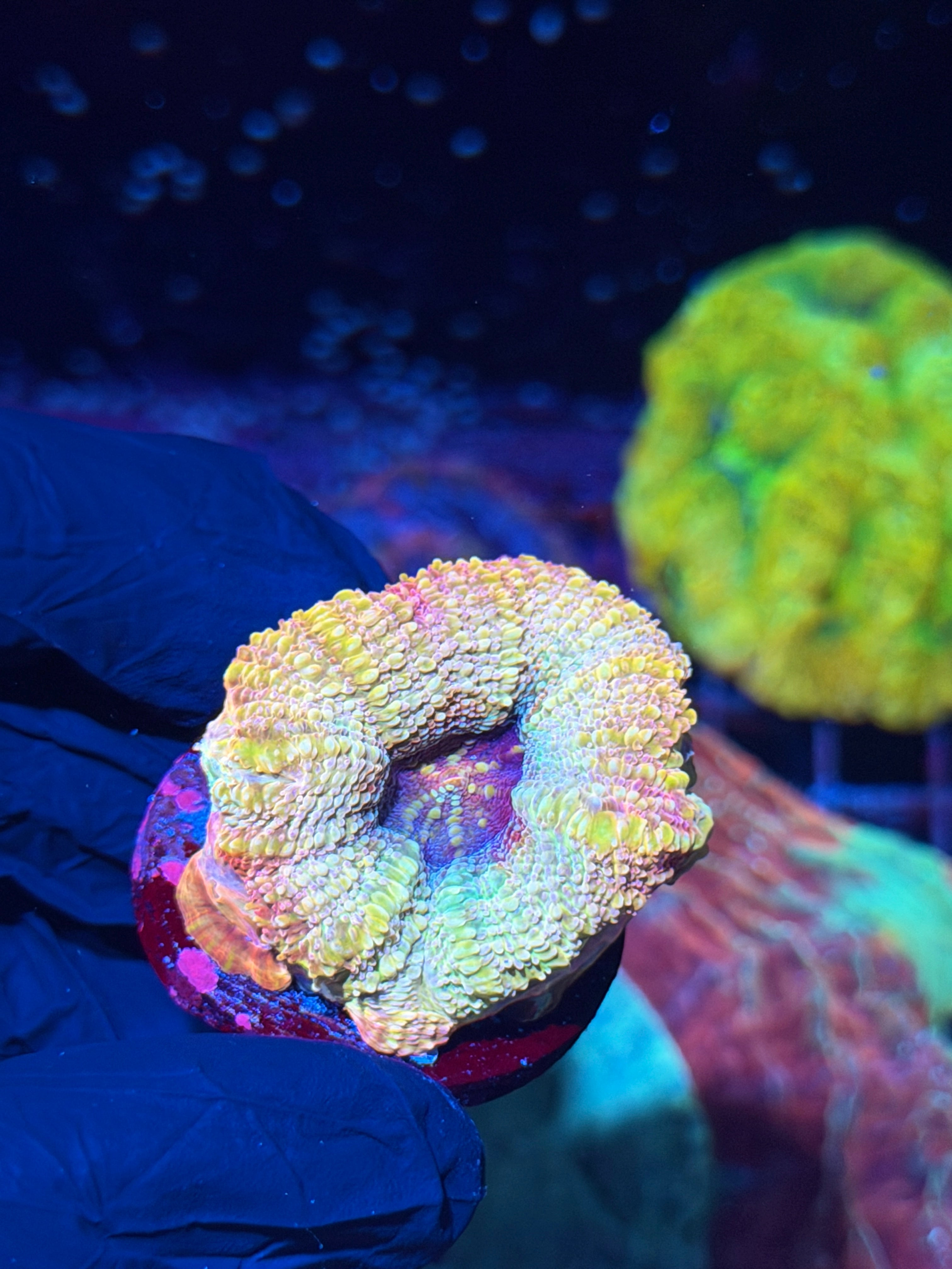JEA Rainbow Supernova Acan Bowerbanki Coral 3-4 Heads XXL INSANE