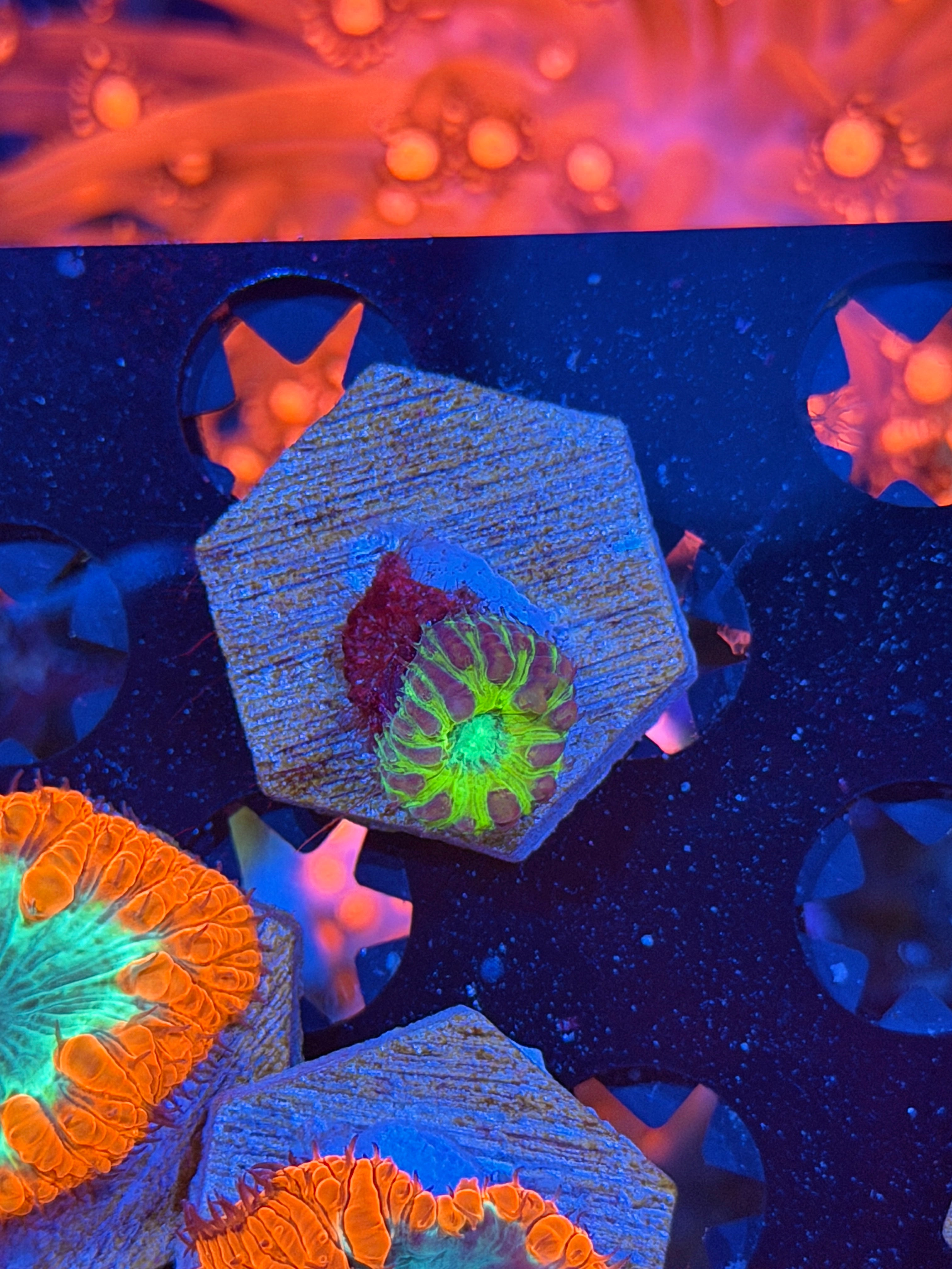 JEA Mind Fuck Blastomussa Coral 1 Head *Last Frag Available* 8/7