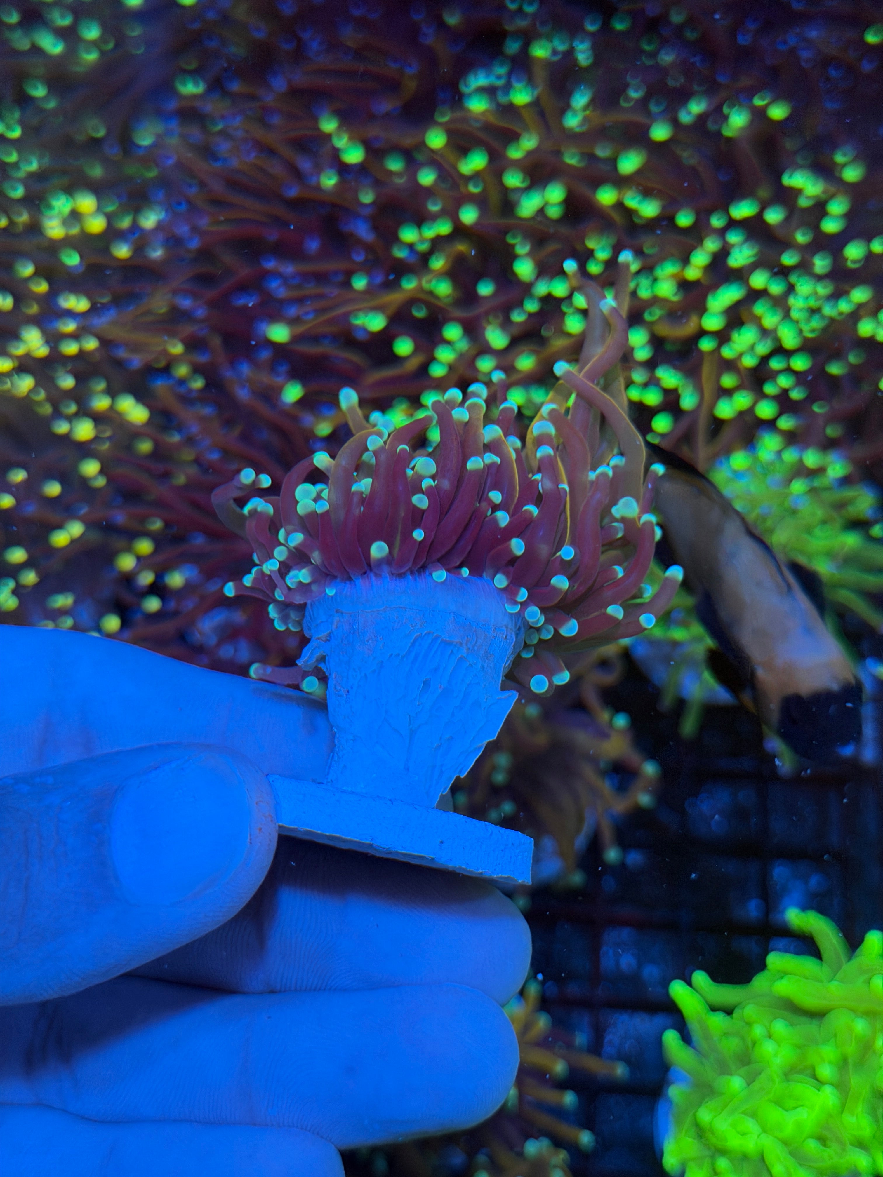 JEA Subzero Torch Coral 1 XL Head Splitting New Release 9/5