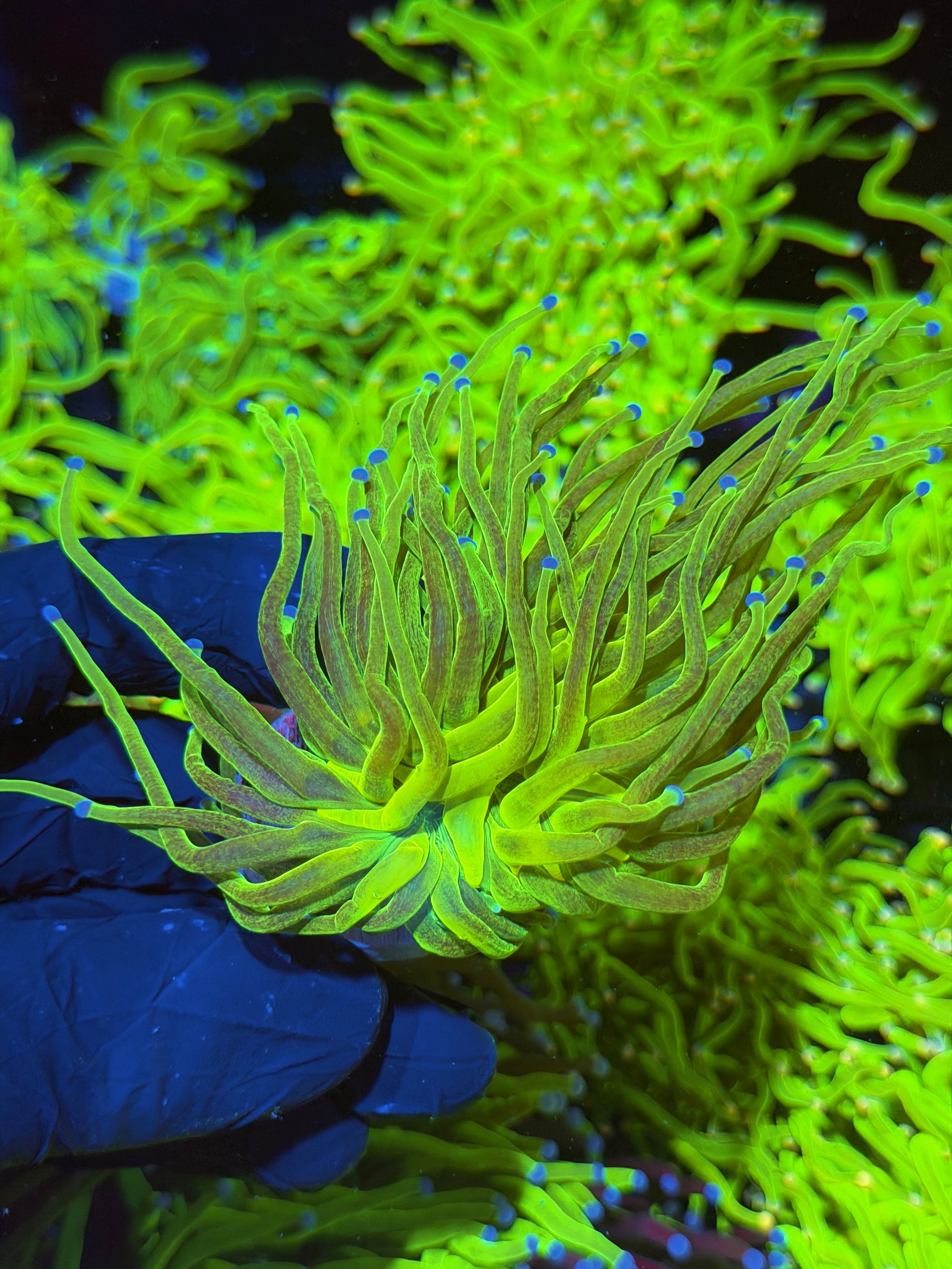 JEA Glitter Holy Grail Torch Coral 1 XL Head 7/14