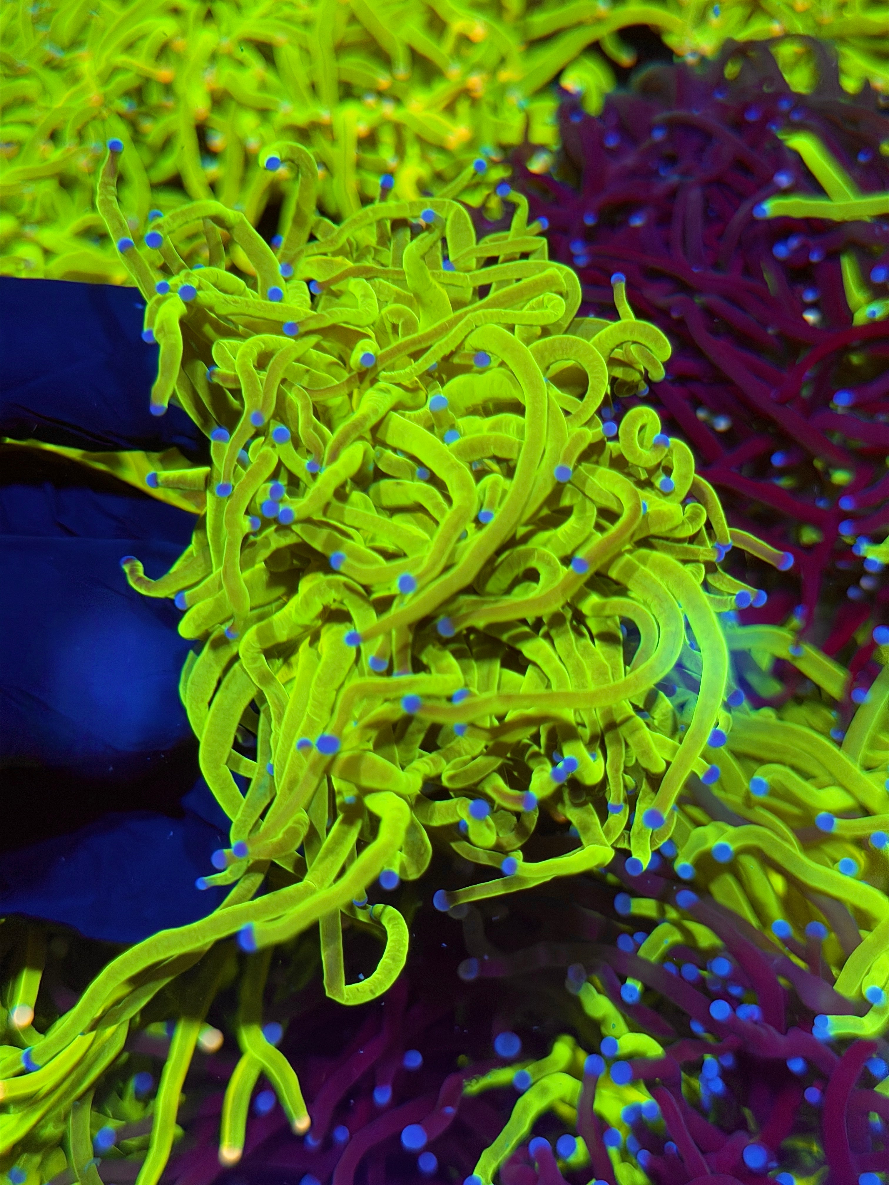 JEA 24K Holy Grail Torch Coral 3 Heads Splitting XXL