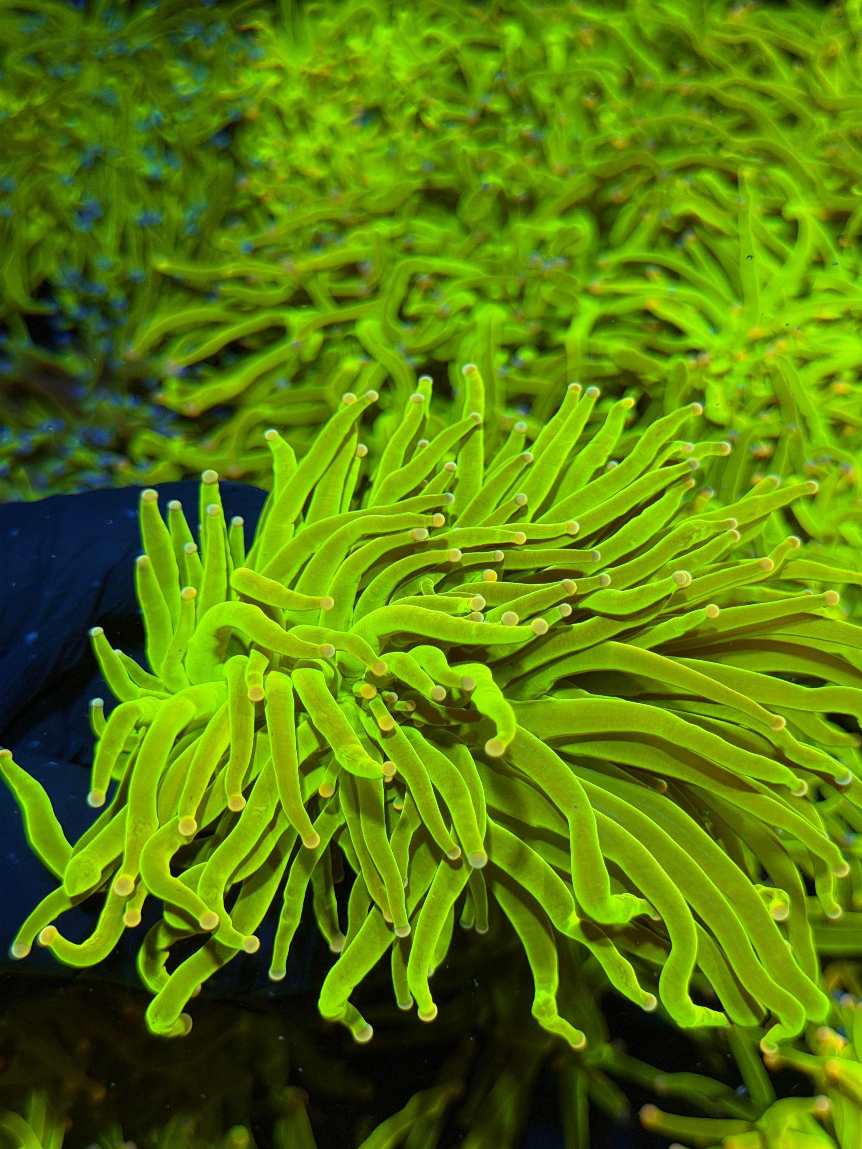 JEA Skittles Holy Grail Torch Coral 2 Heads XXXL 7/15