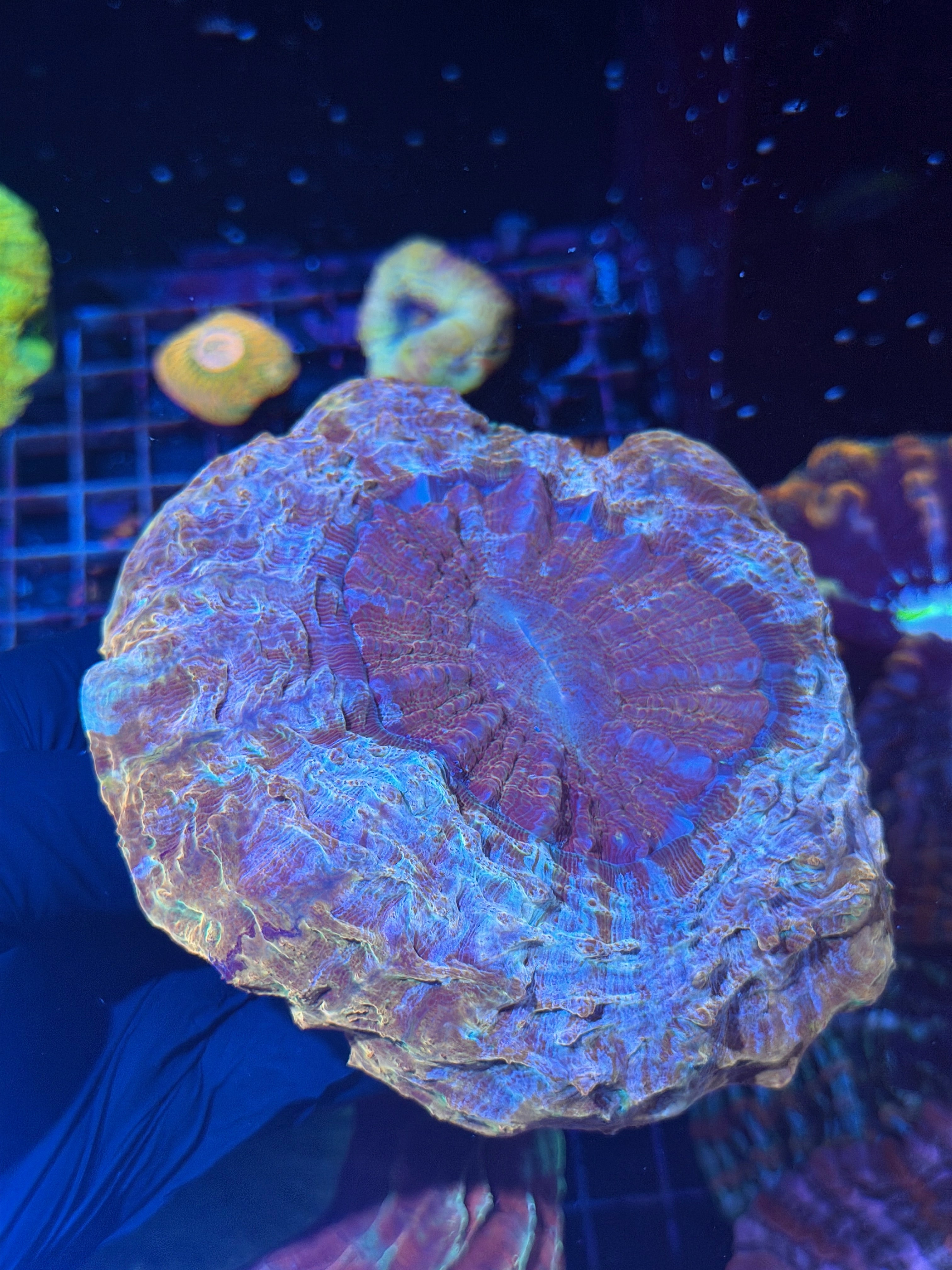 Unique Multicolor Acanthophyllia Meat Coral XL