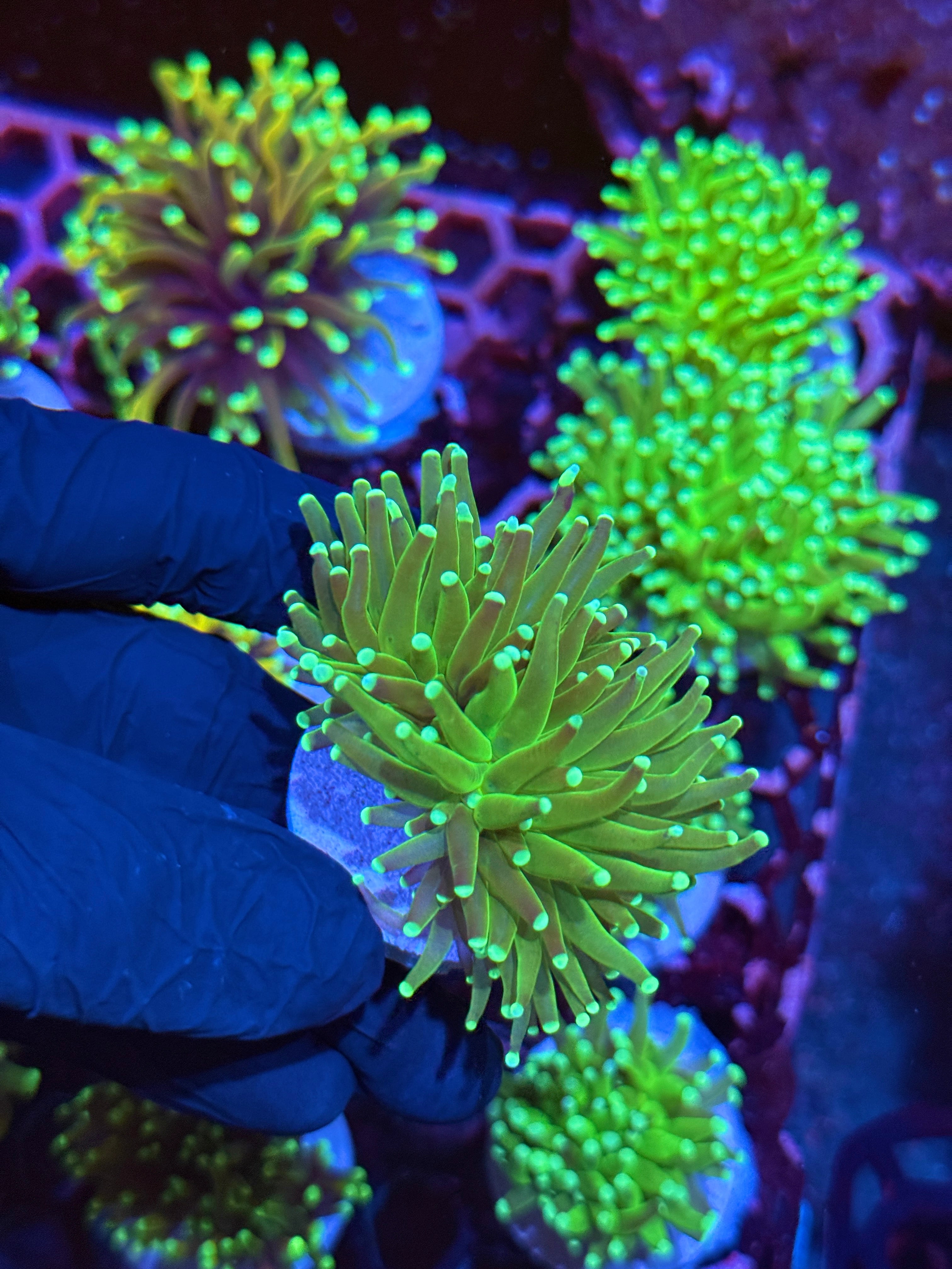 JEA Key Lime Pie Torch Coral 2 XL Head