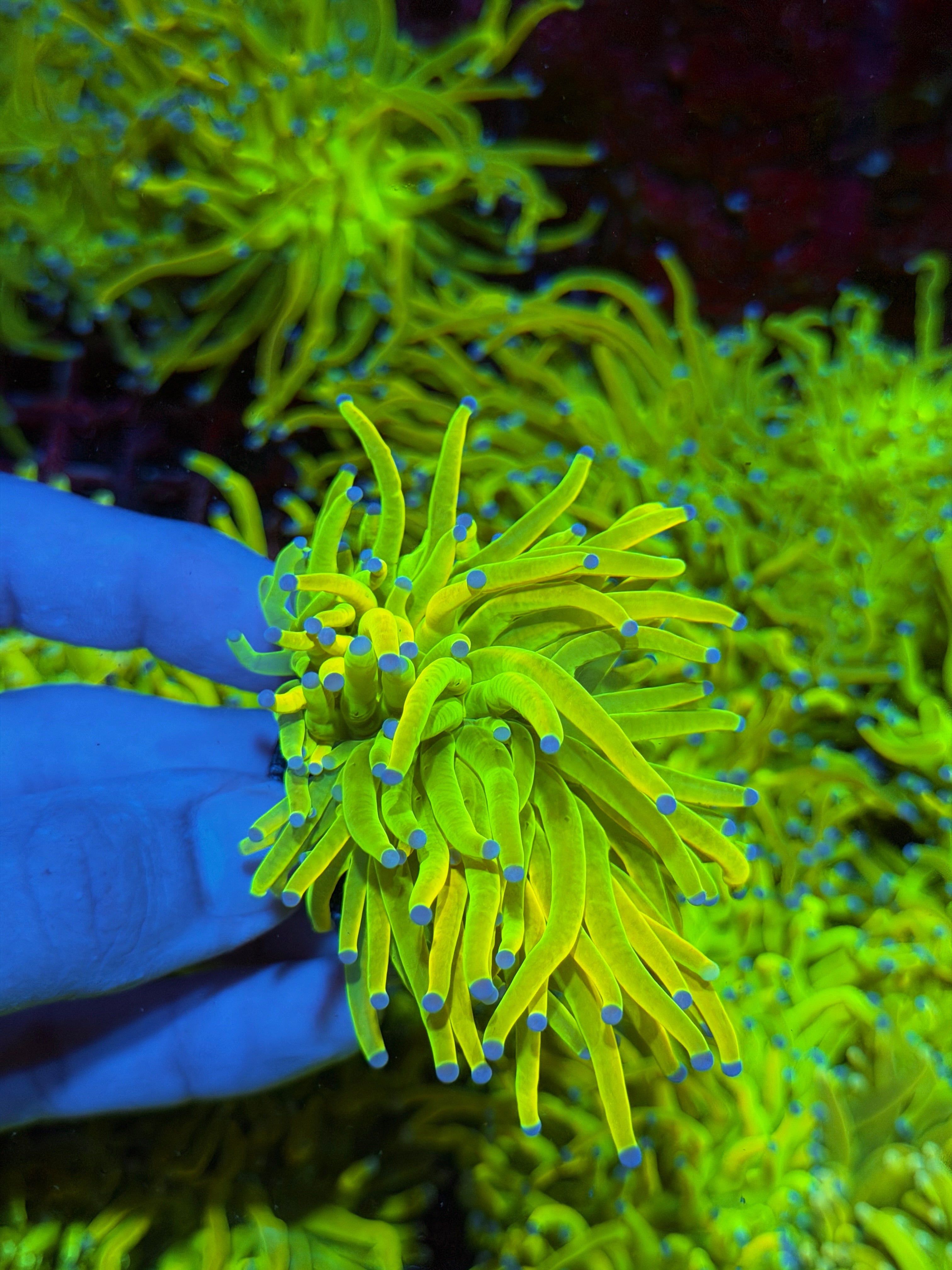 JEA Grinch Holy Grail Torch Coral 1 XL Head 2/25