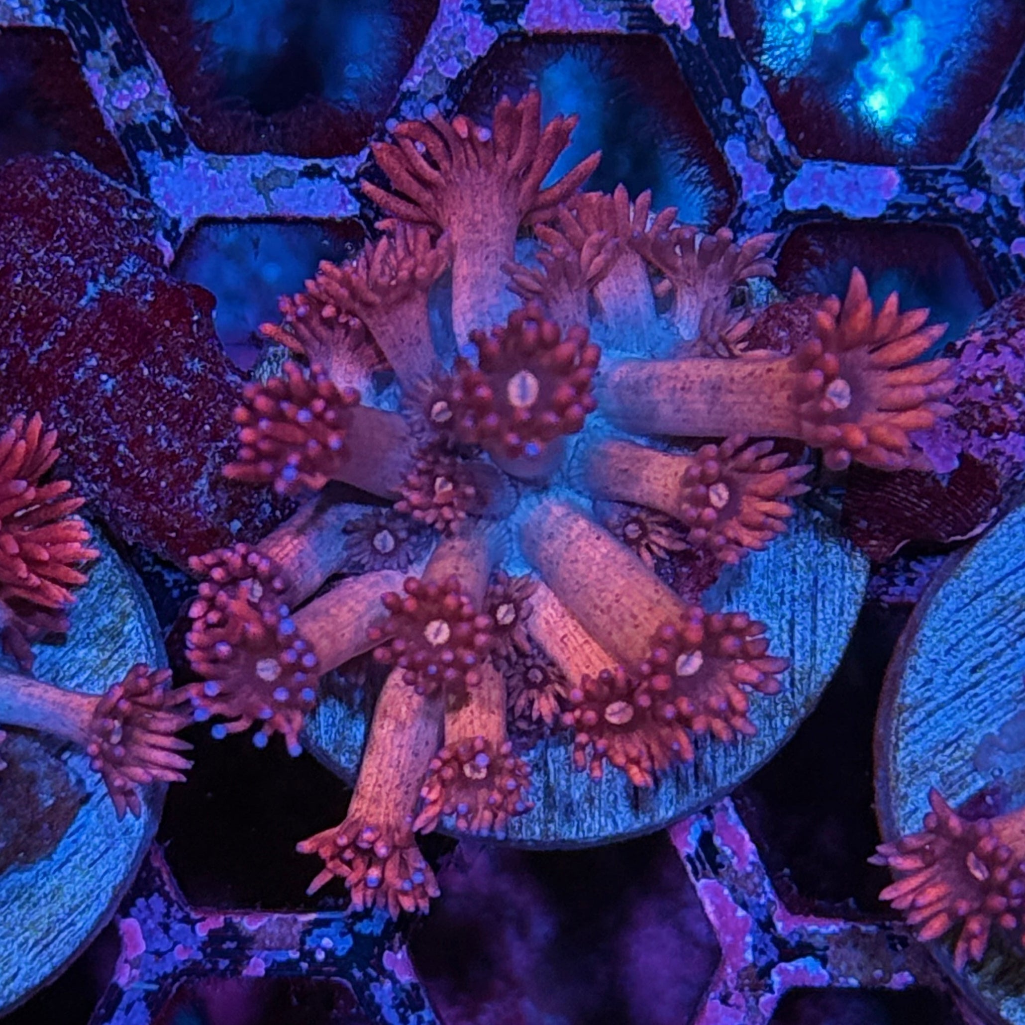 JEA Cherry Poppers Goniopora Coral XL Frag 10/12