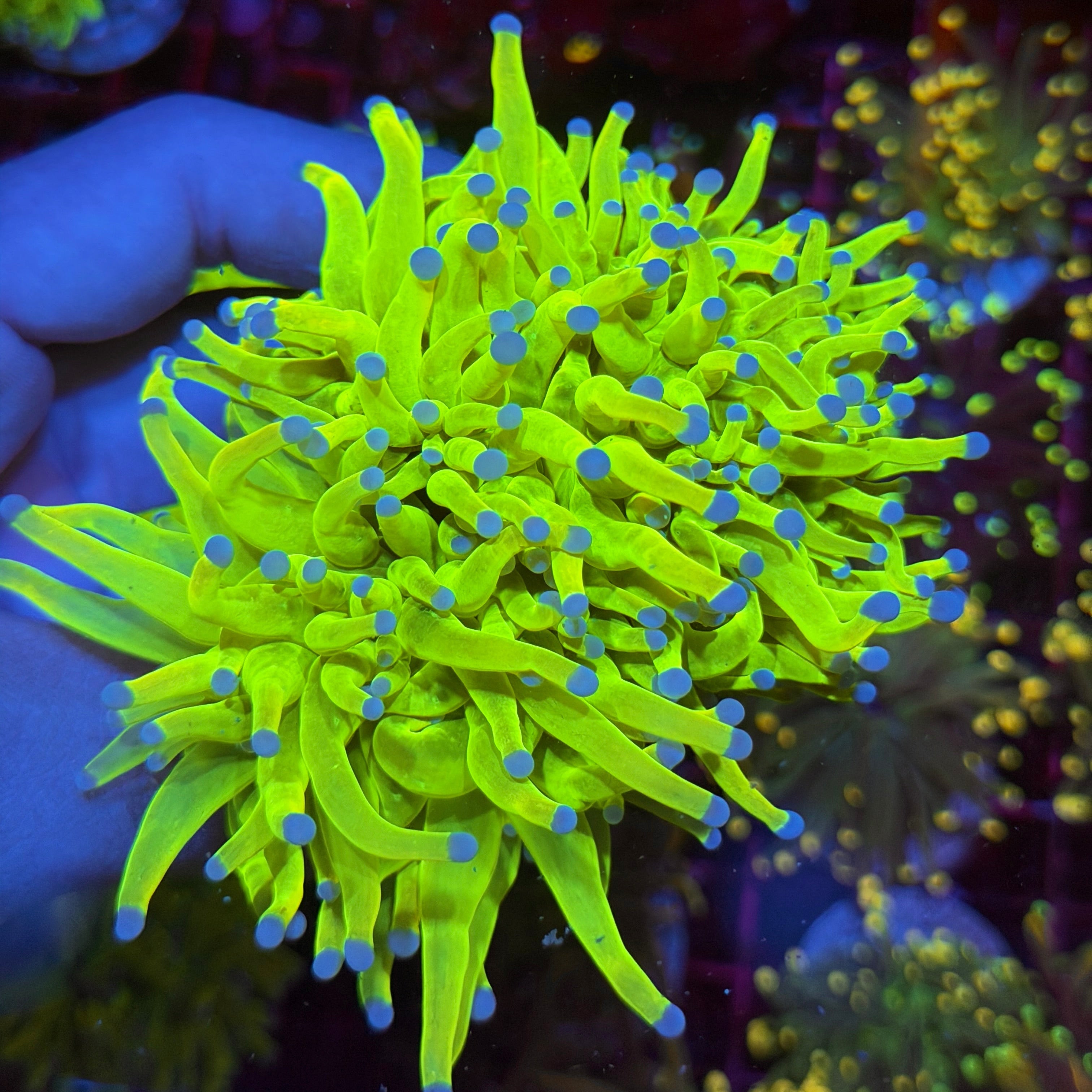 Jay's Exotic Corals