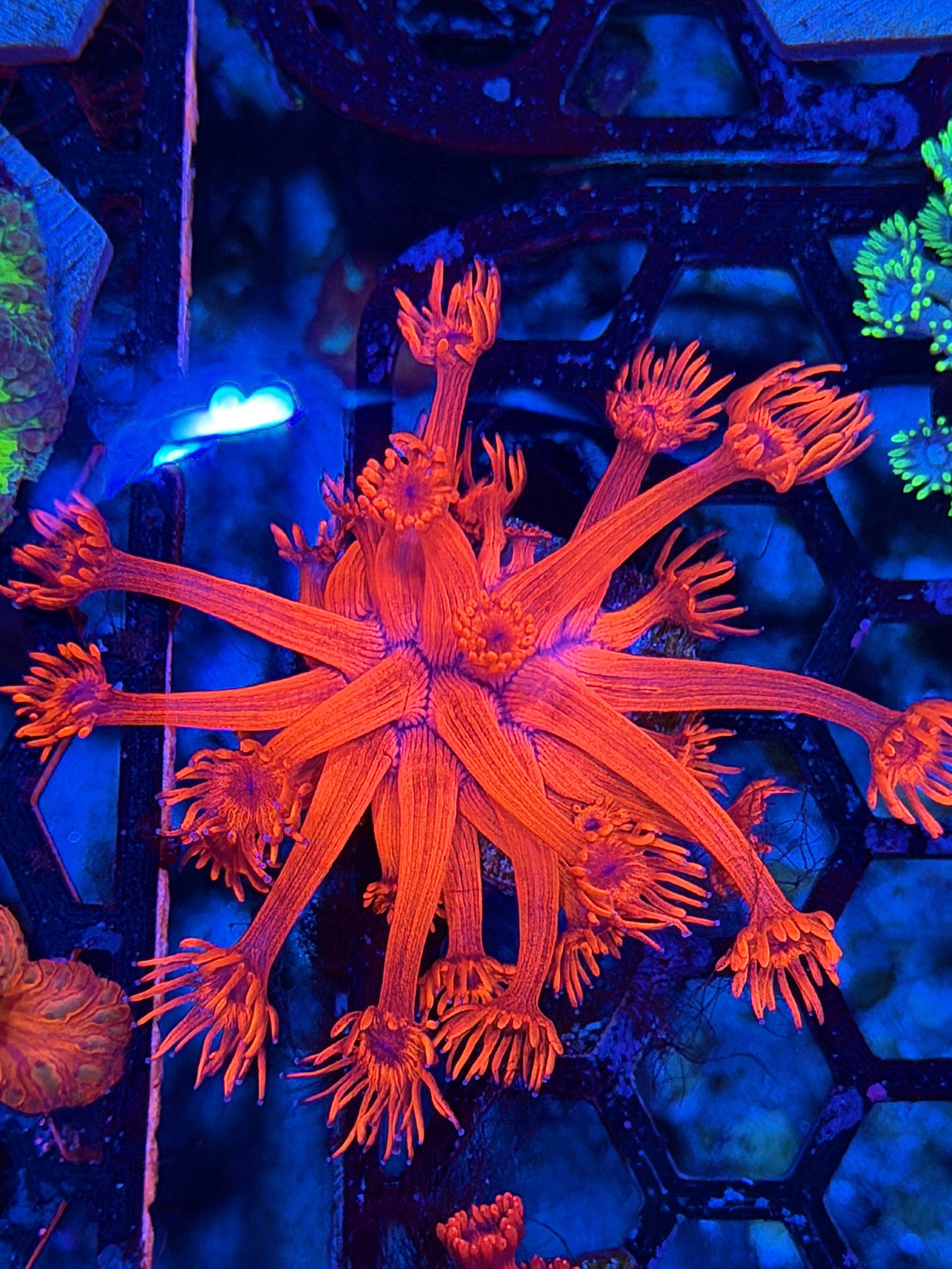 JEA Red Devil Goniopora Coral 7/21