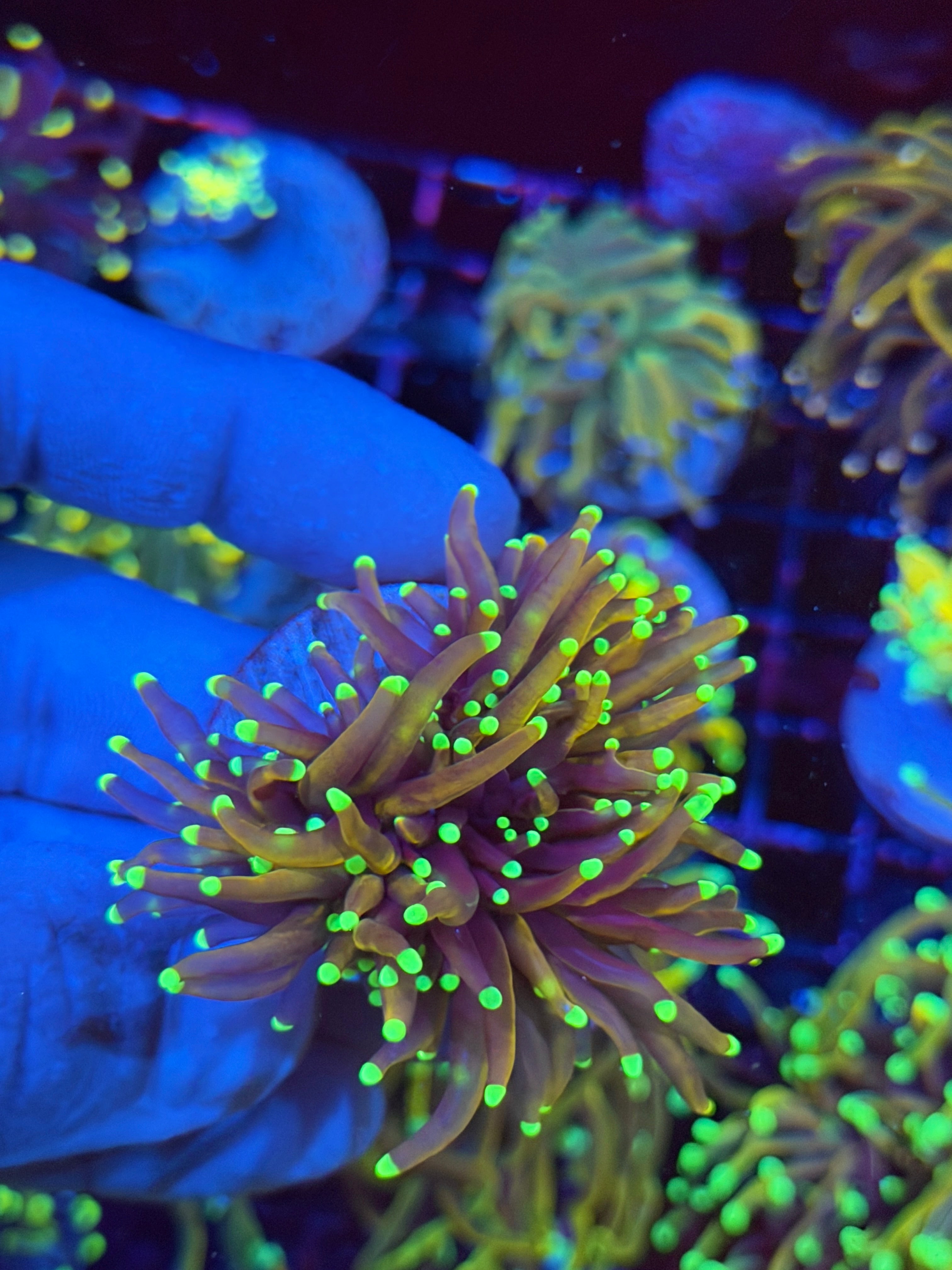 JEA Jester Torch Coral Cluster Splitting 3 Ways