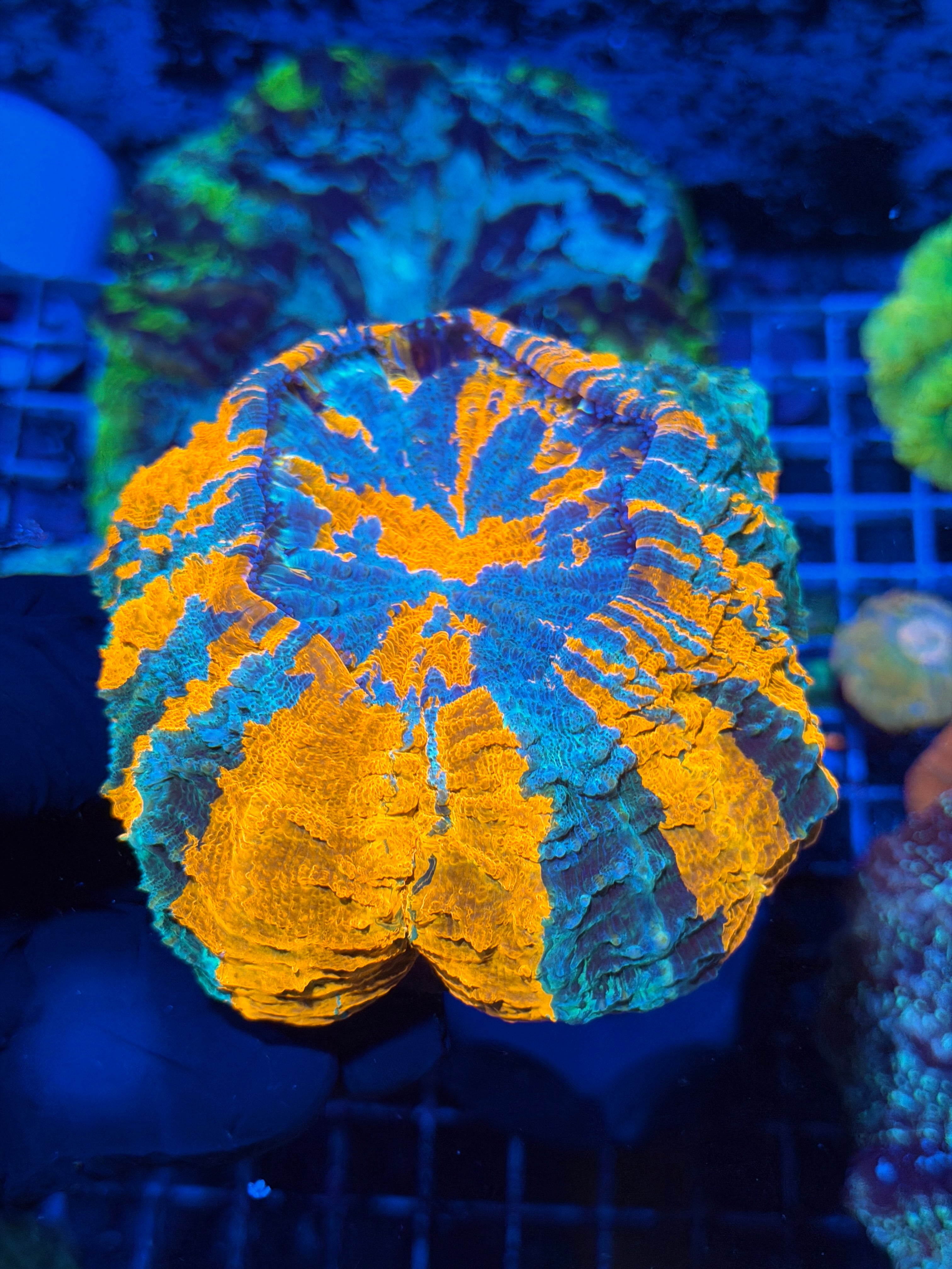 Insanely Bright Striped Acanthophyllia Meat Coral XL