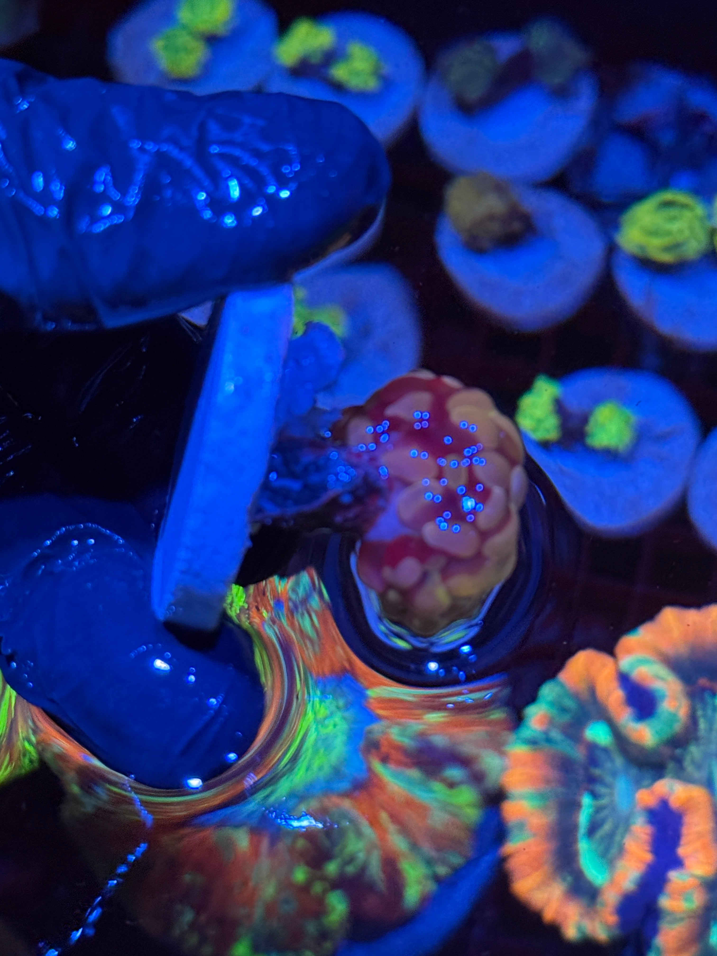 JEA Orange Fusion Hammer Coral 1 Head