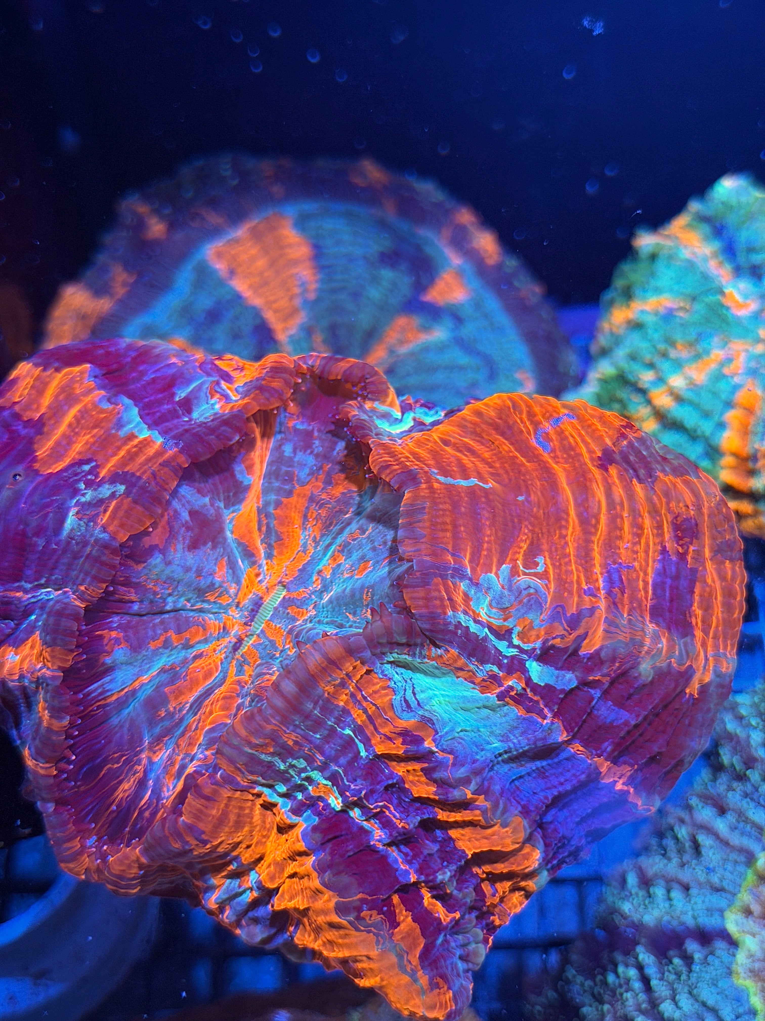 Insane Striped Acanthophyllia Meat Coral XXL Show Piece
