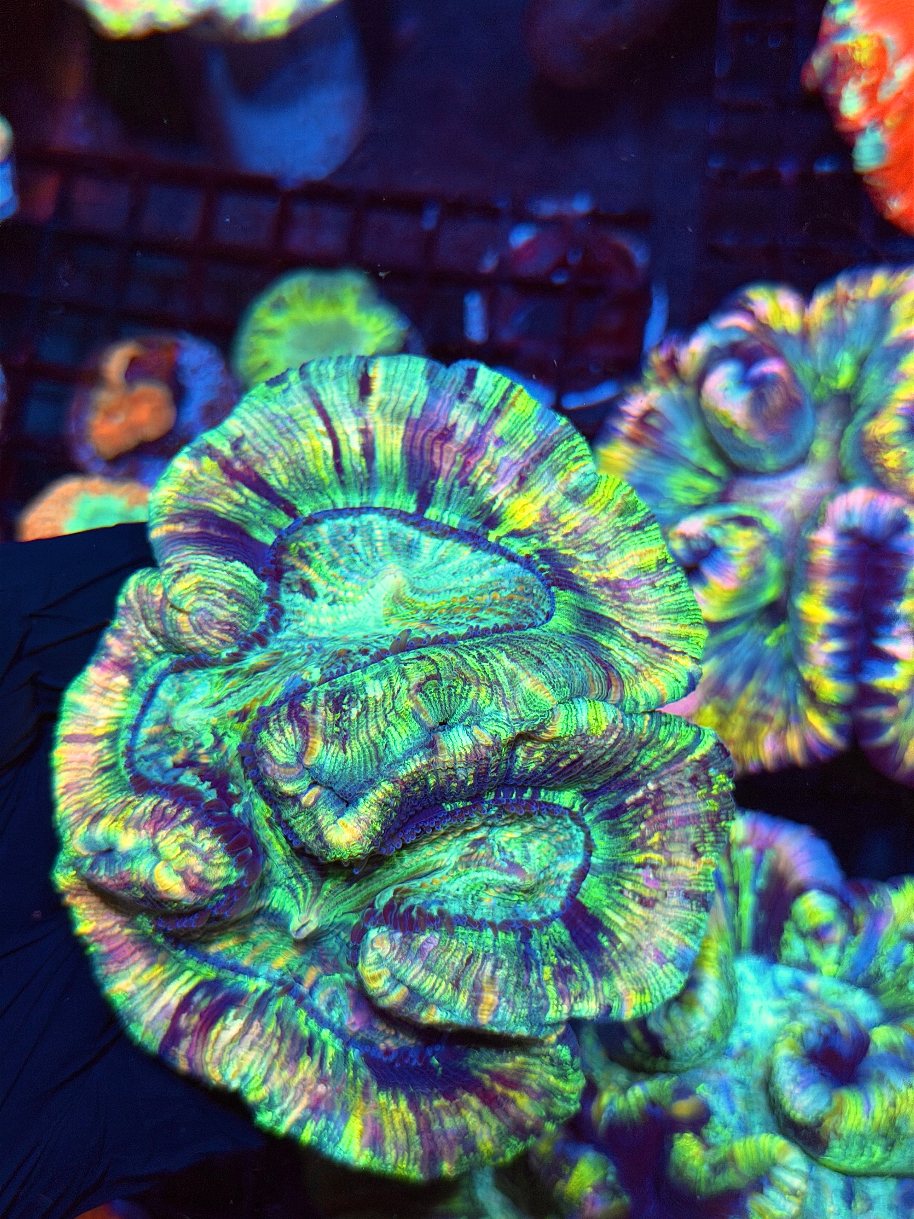 Rainbow Pastel Trachyphyllia Meat Coral XL