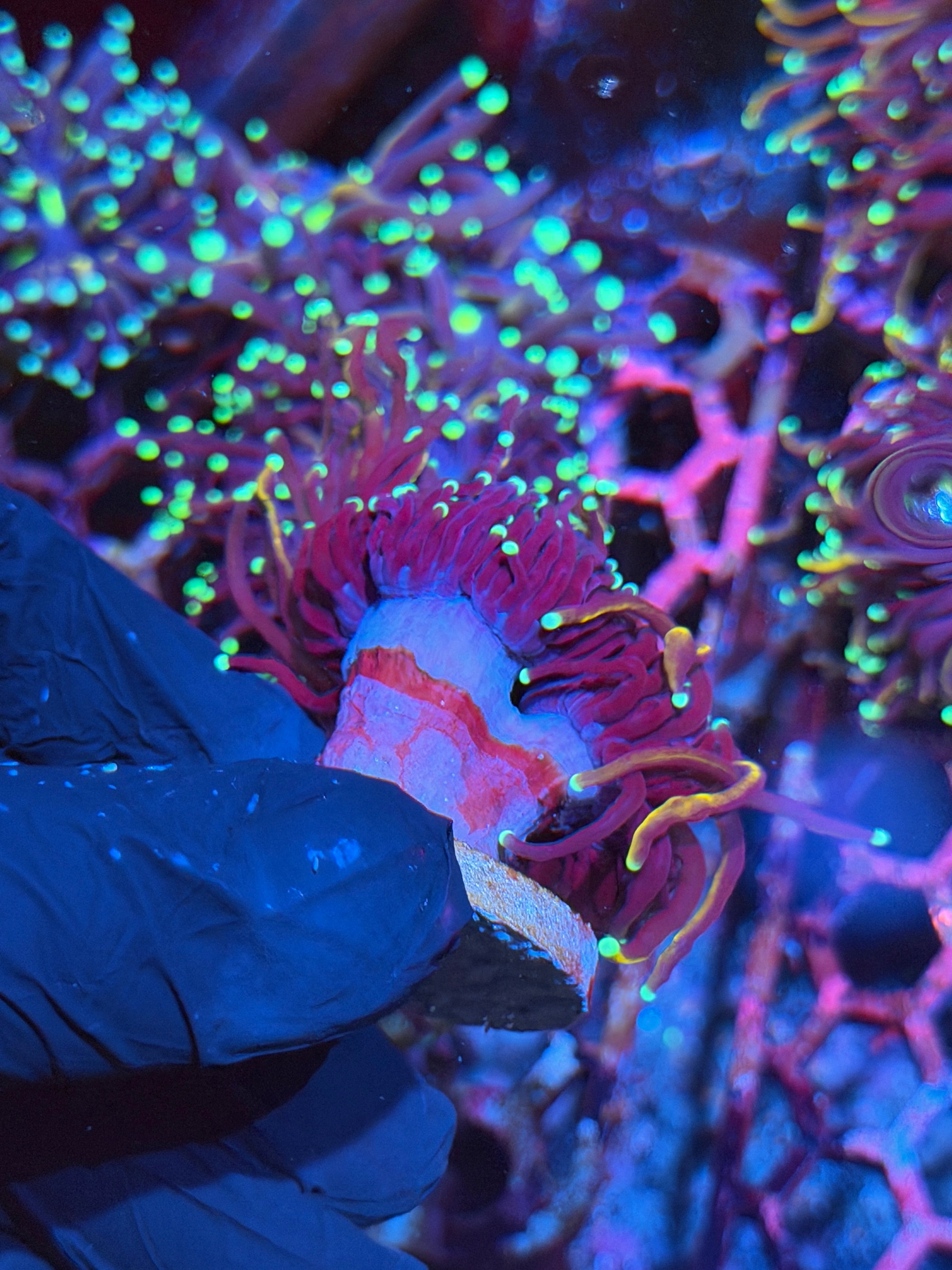 JEA Frost Bite Torch Coral 2 Heads XL 8/29