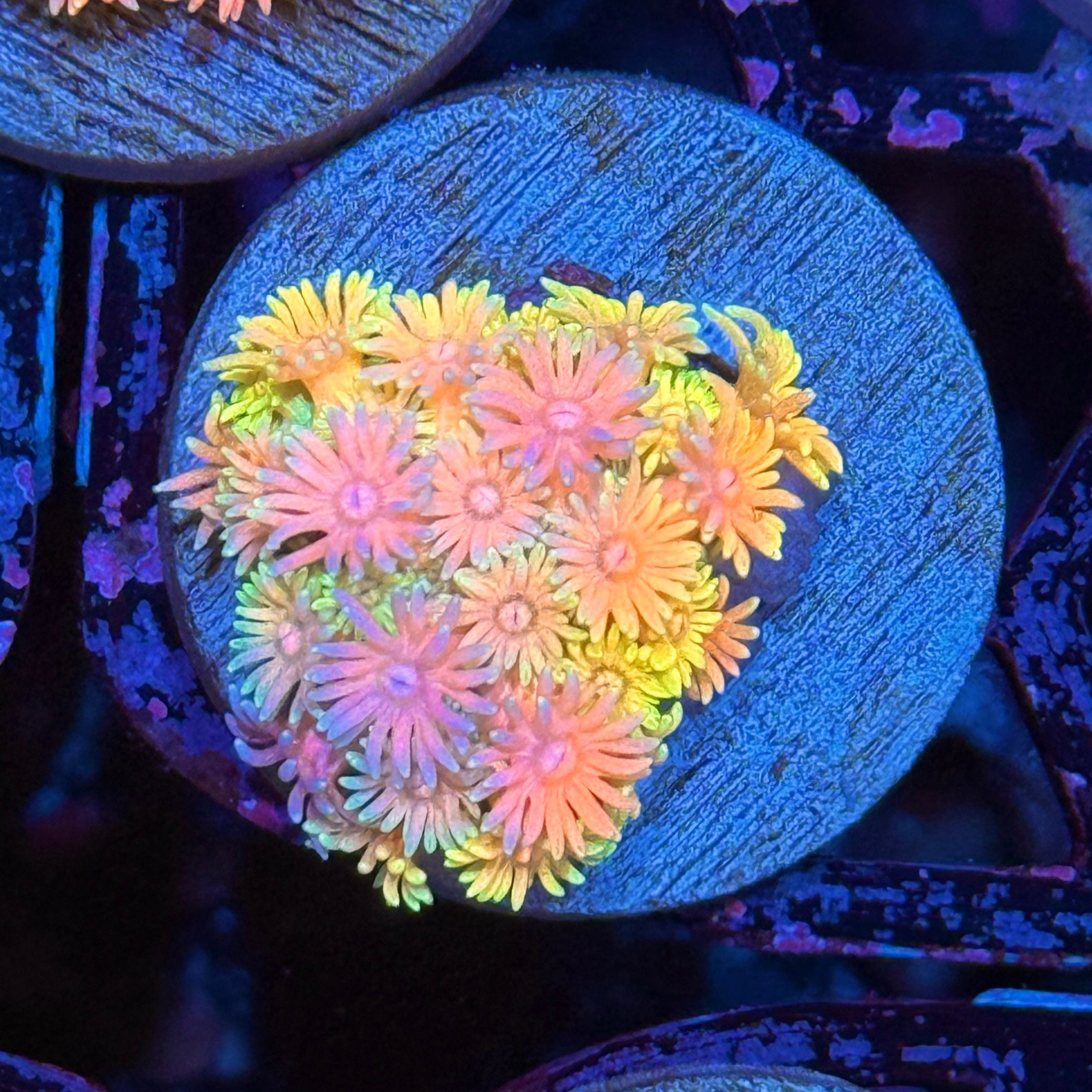 JEA Cosmic Rainbow Goniopora Coral 10/12