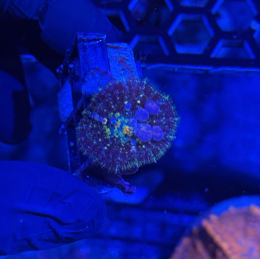 TCK Powerball Bounce Mushroom Coral