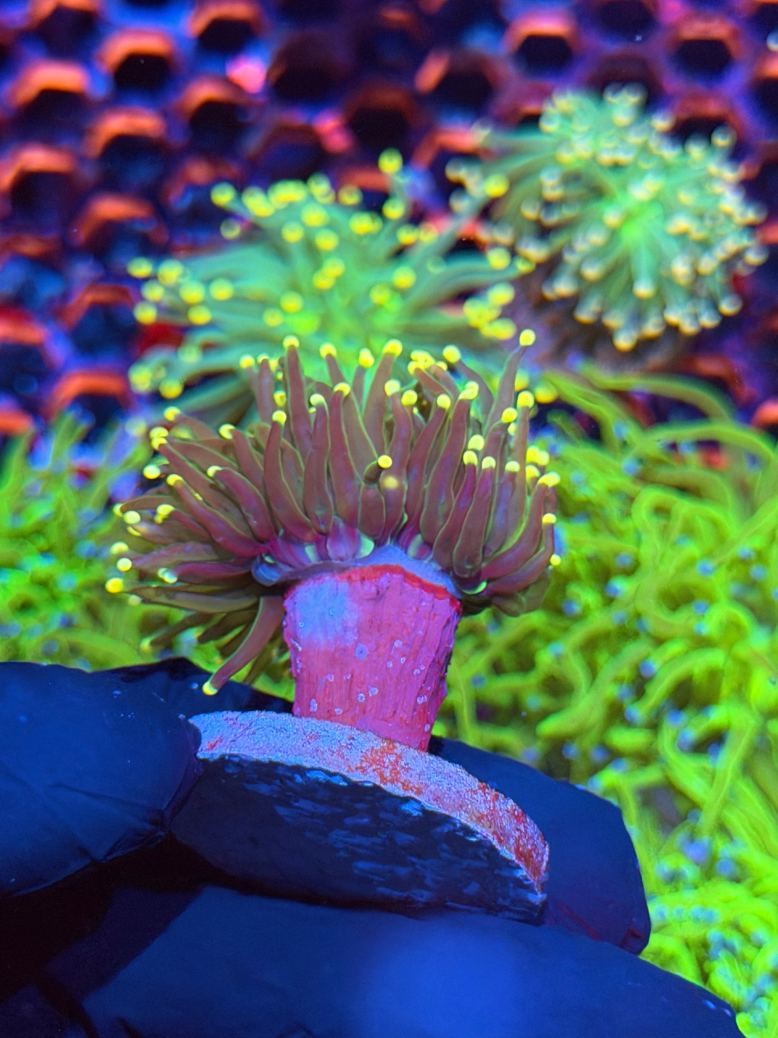 JEA Yellow Sparkler Torch Coral 1 XL Head Splitting 9/5