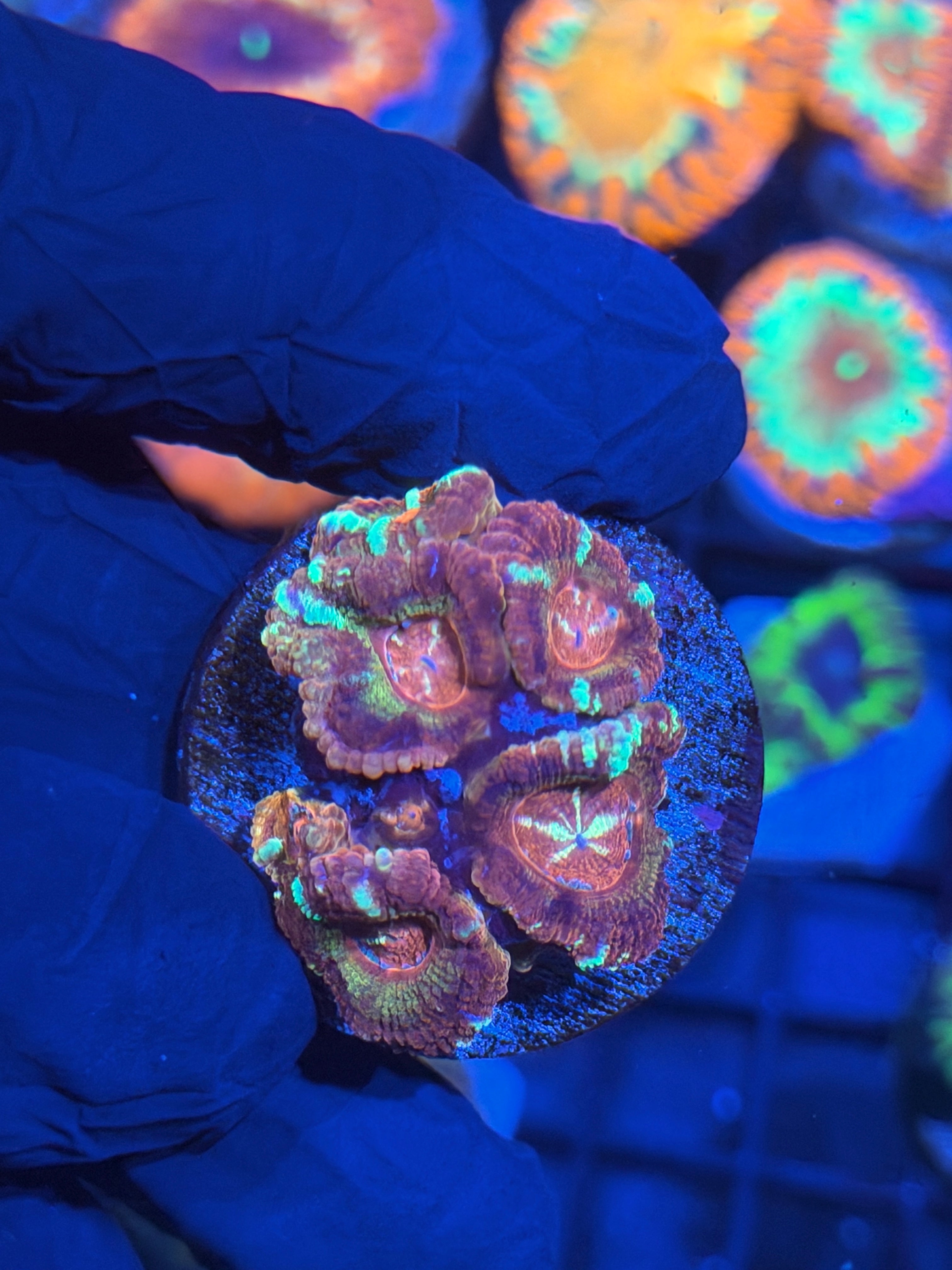 JEA Fireball Asian Acans 6+ Heads 12/1