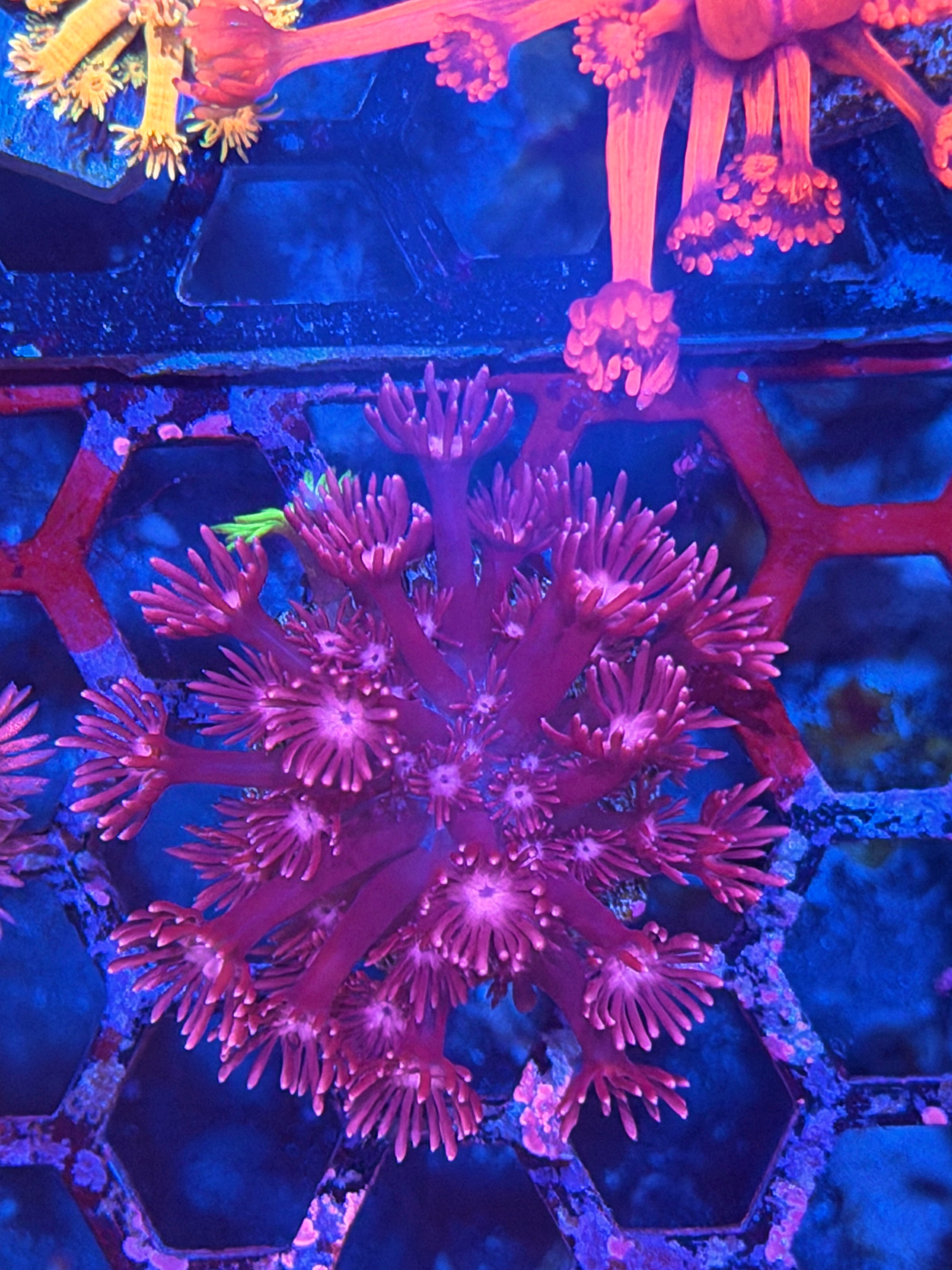 JEA Bloodclot Goniopora Coral 8/6