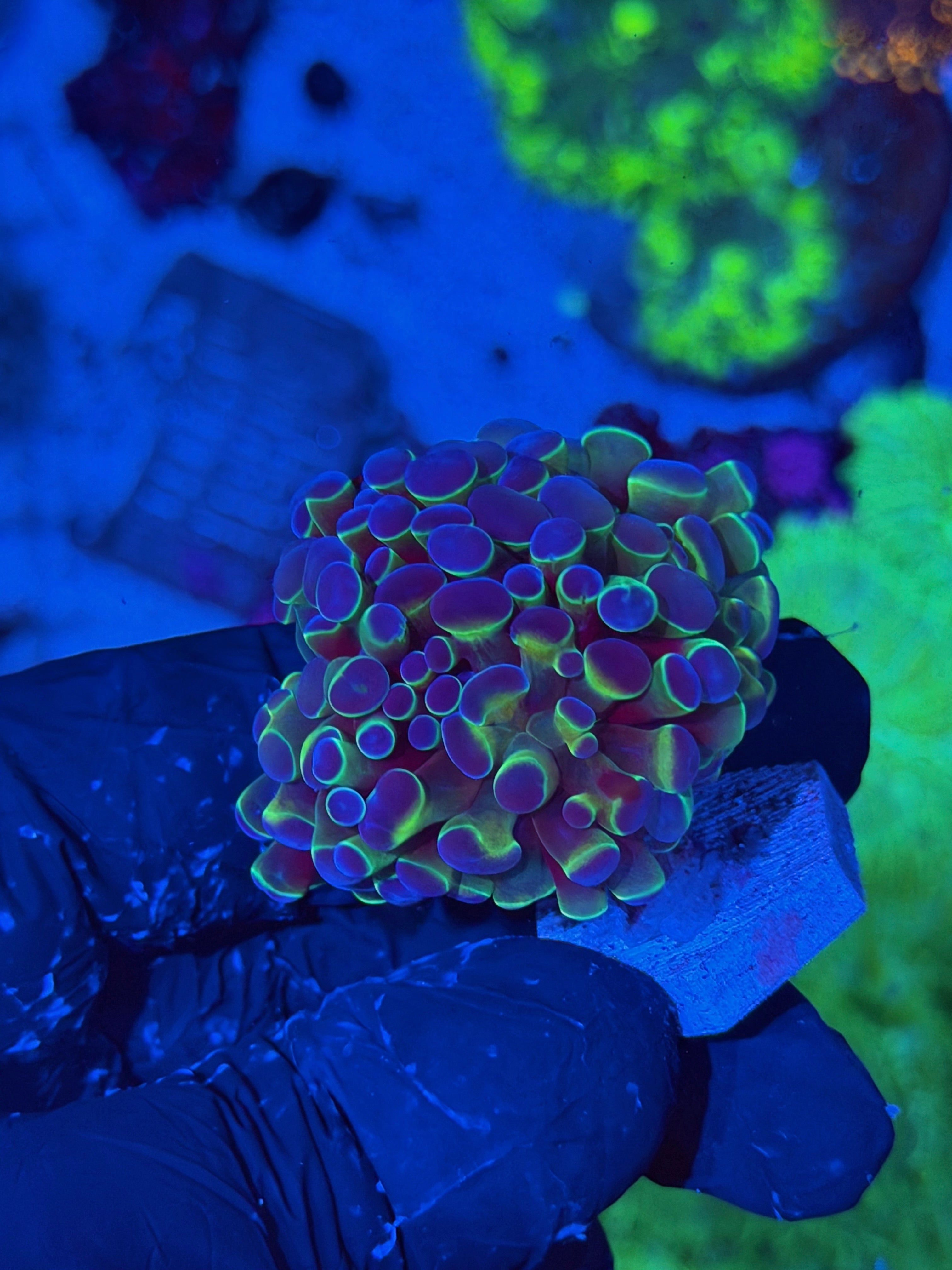 JEA Hologram Hammer Coral Splitting to 3 XL