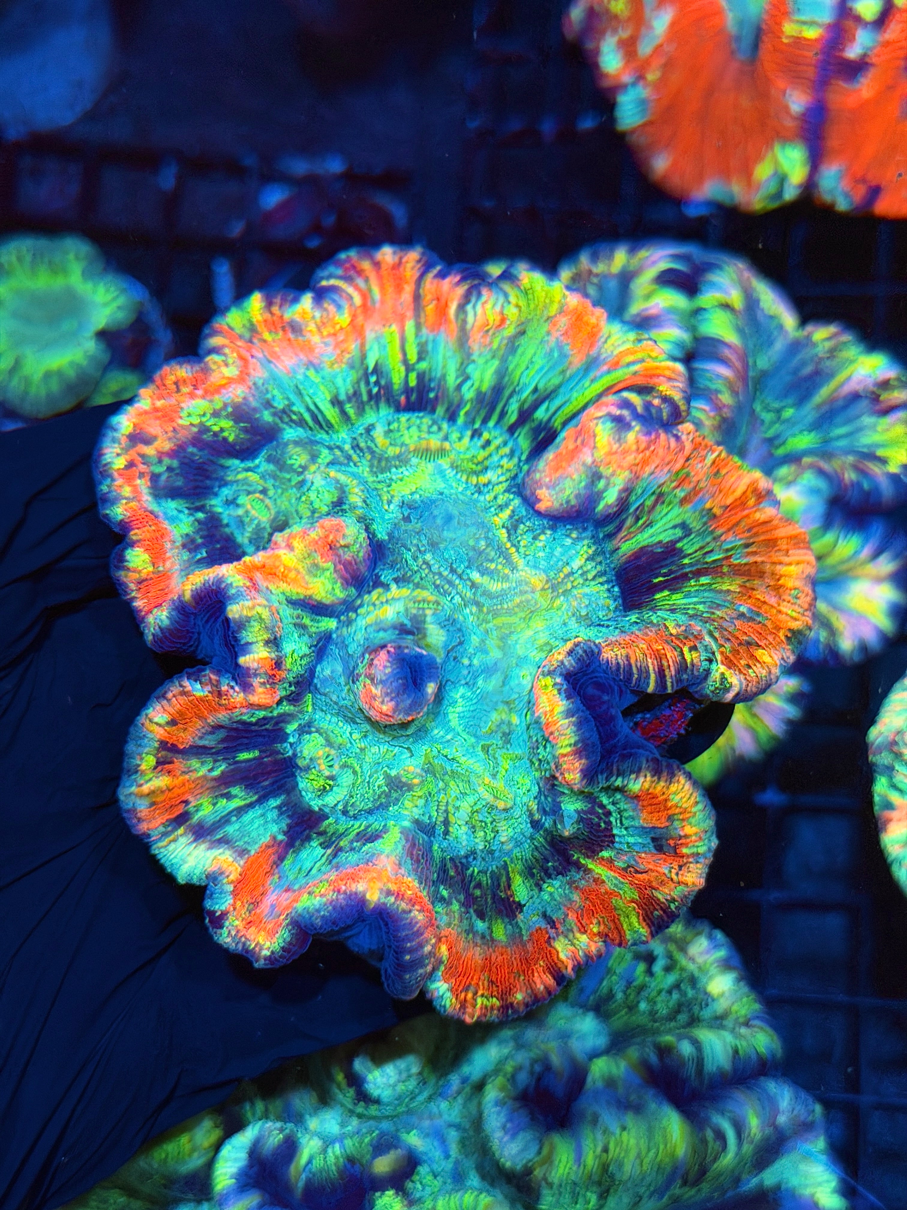 Insane Rainbow Trachyphyllia Meat Coral XL Show Piece