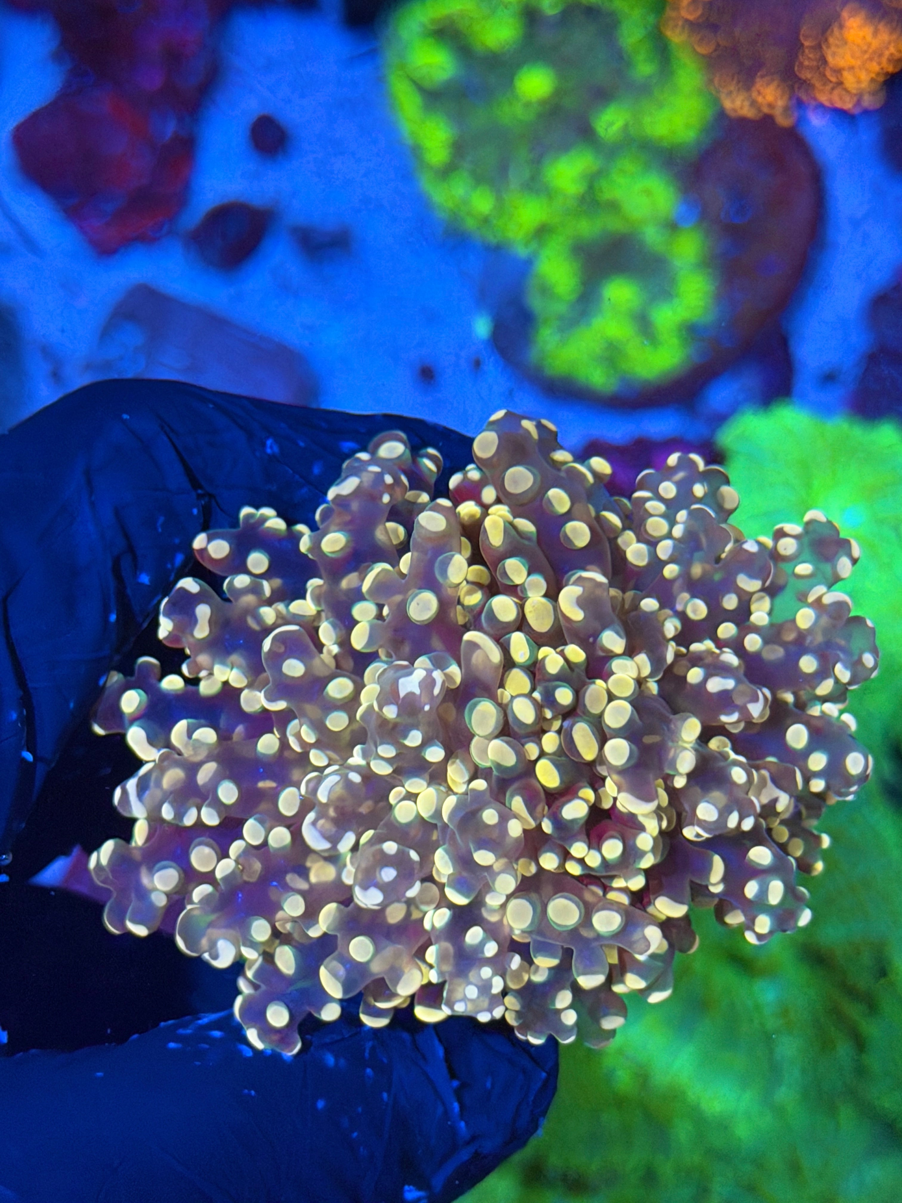 JEA Princess Peach Frogspawn Coral 1 XXL Head Splitting