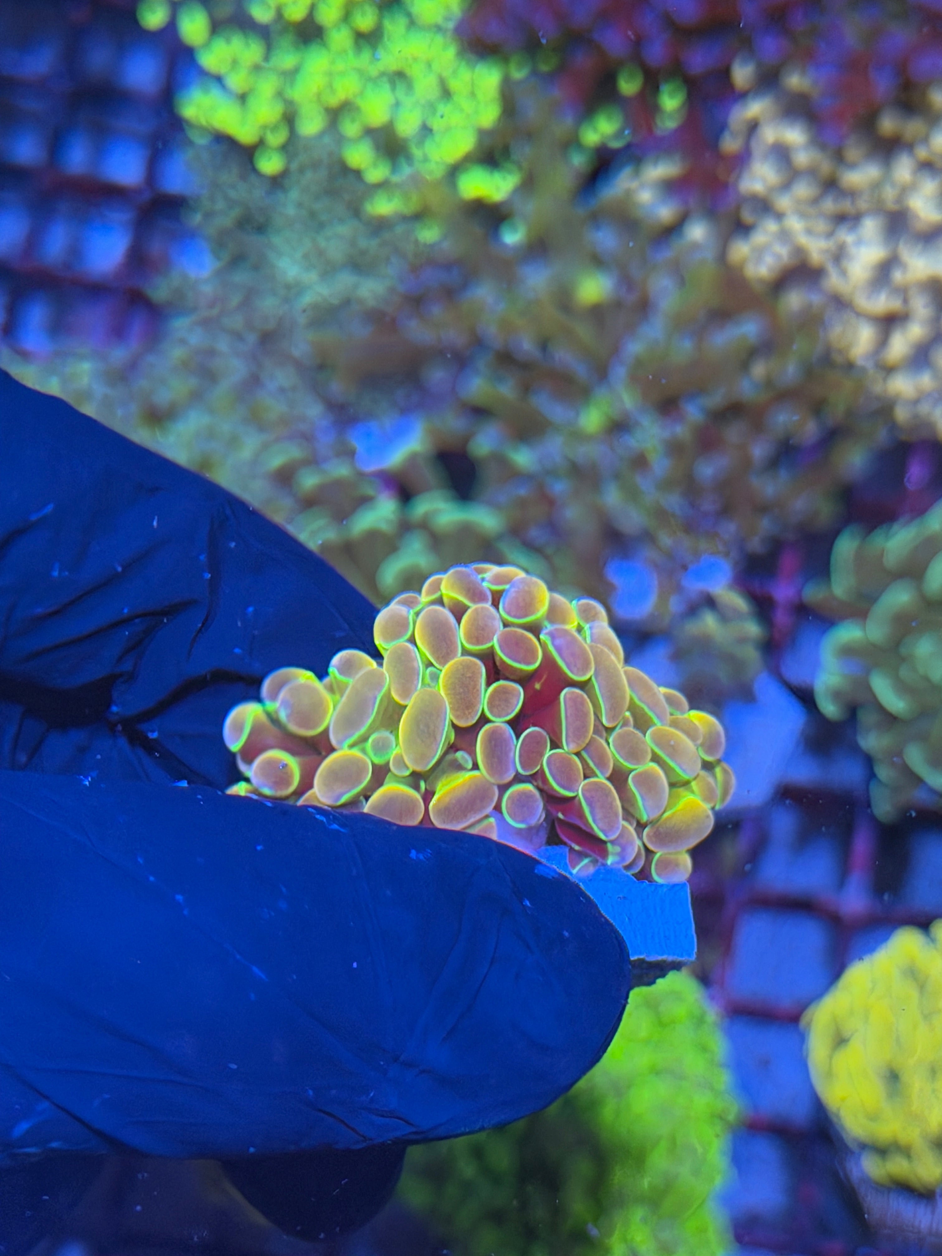 JEA Rainbow Dreams Hammer Coral 2 Heads 7/10
