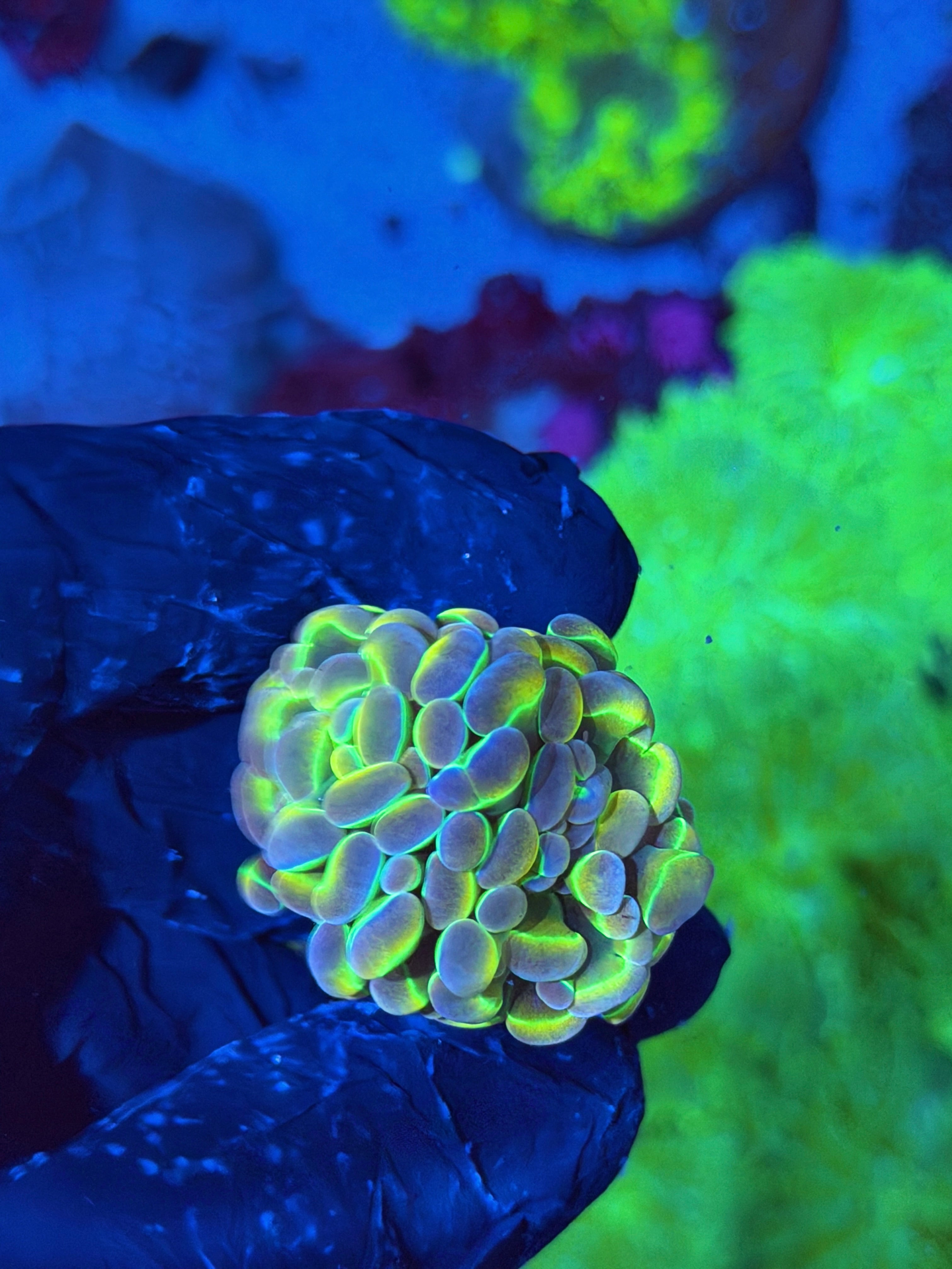 JEA Rainbow Hologram Hammer Coral 1 XL Head