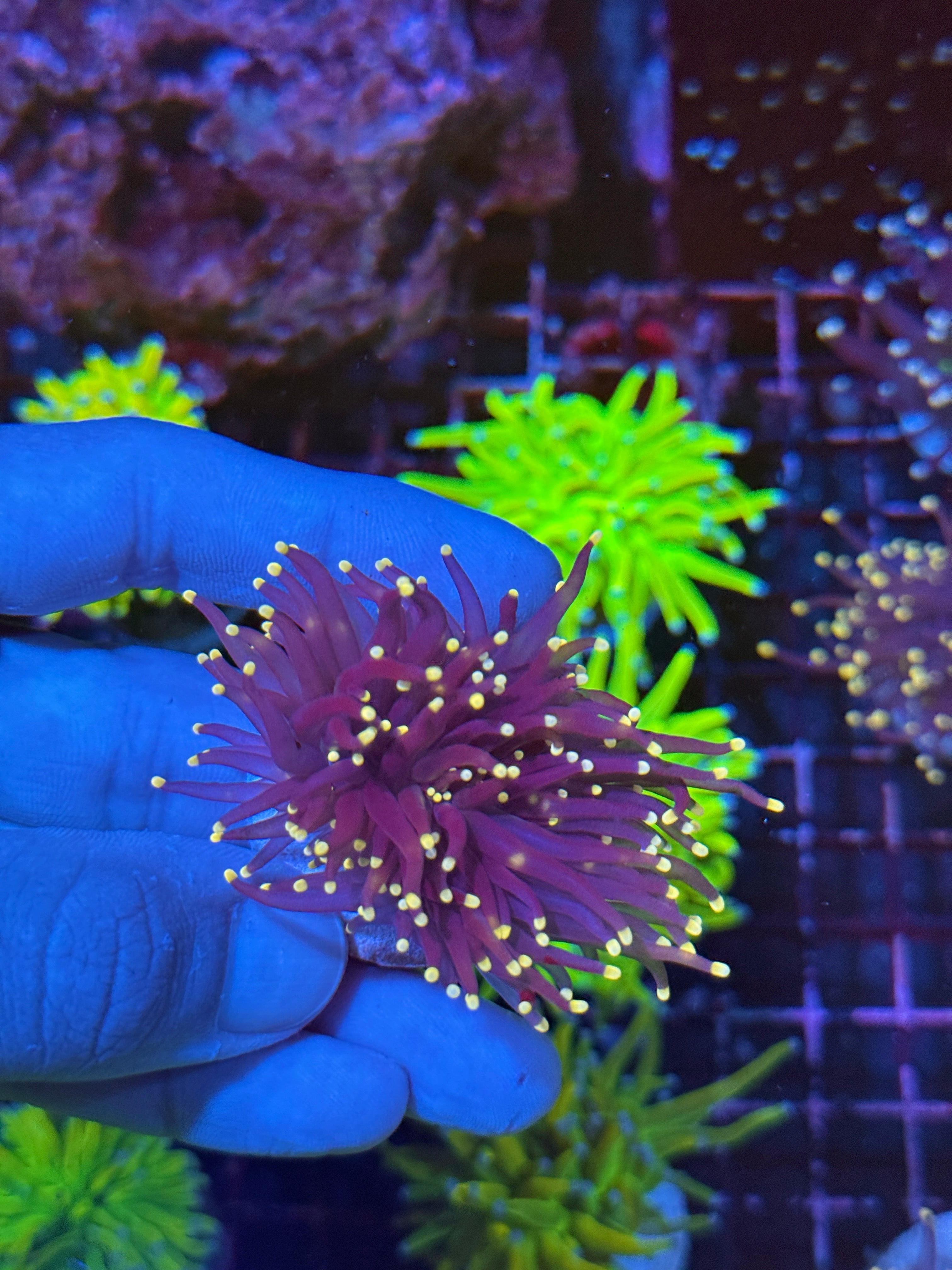 JEA Princess Peach Torch Coral 2 Head