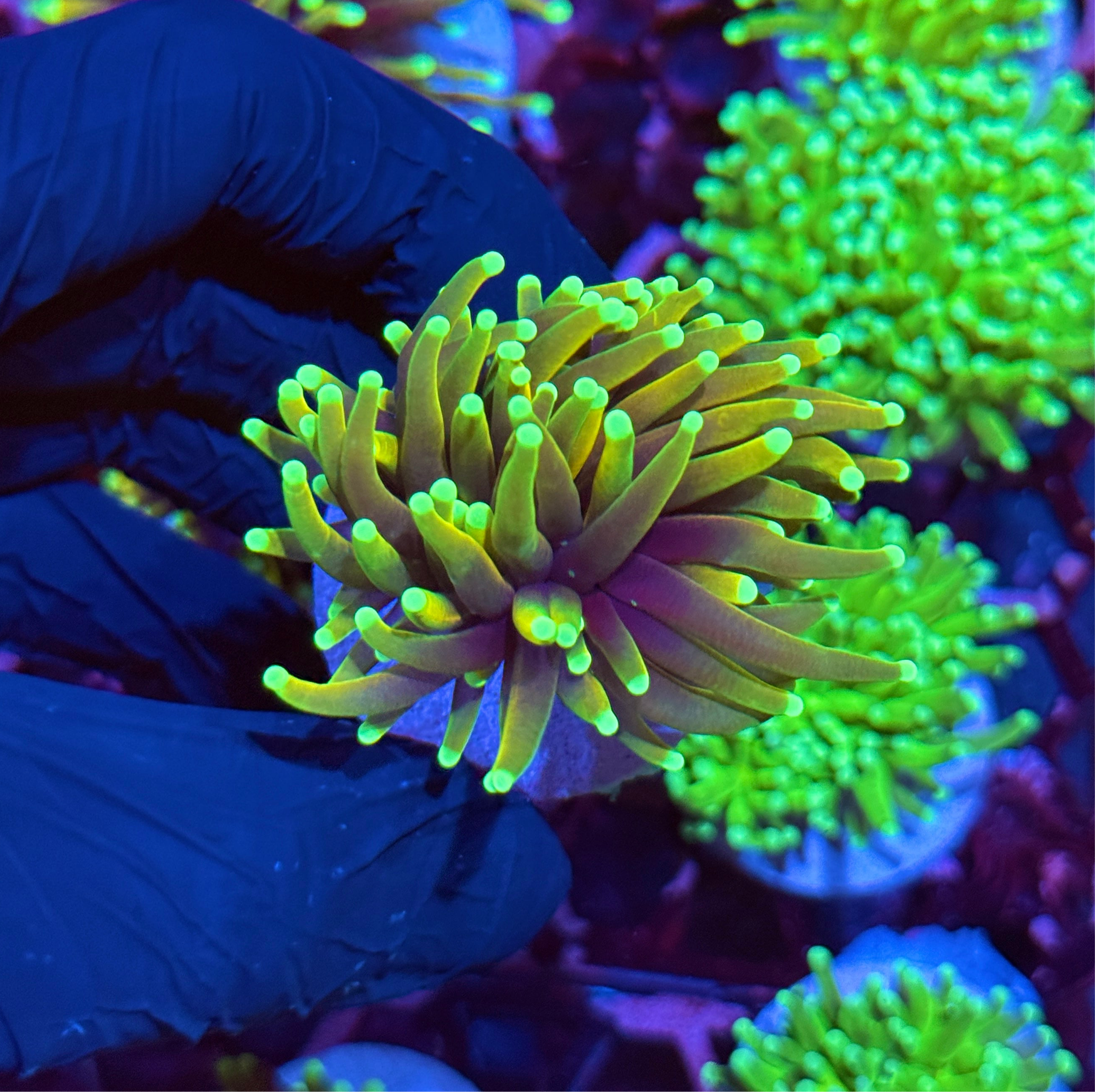 JEA Hellfire Torch Coral 1 Head
