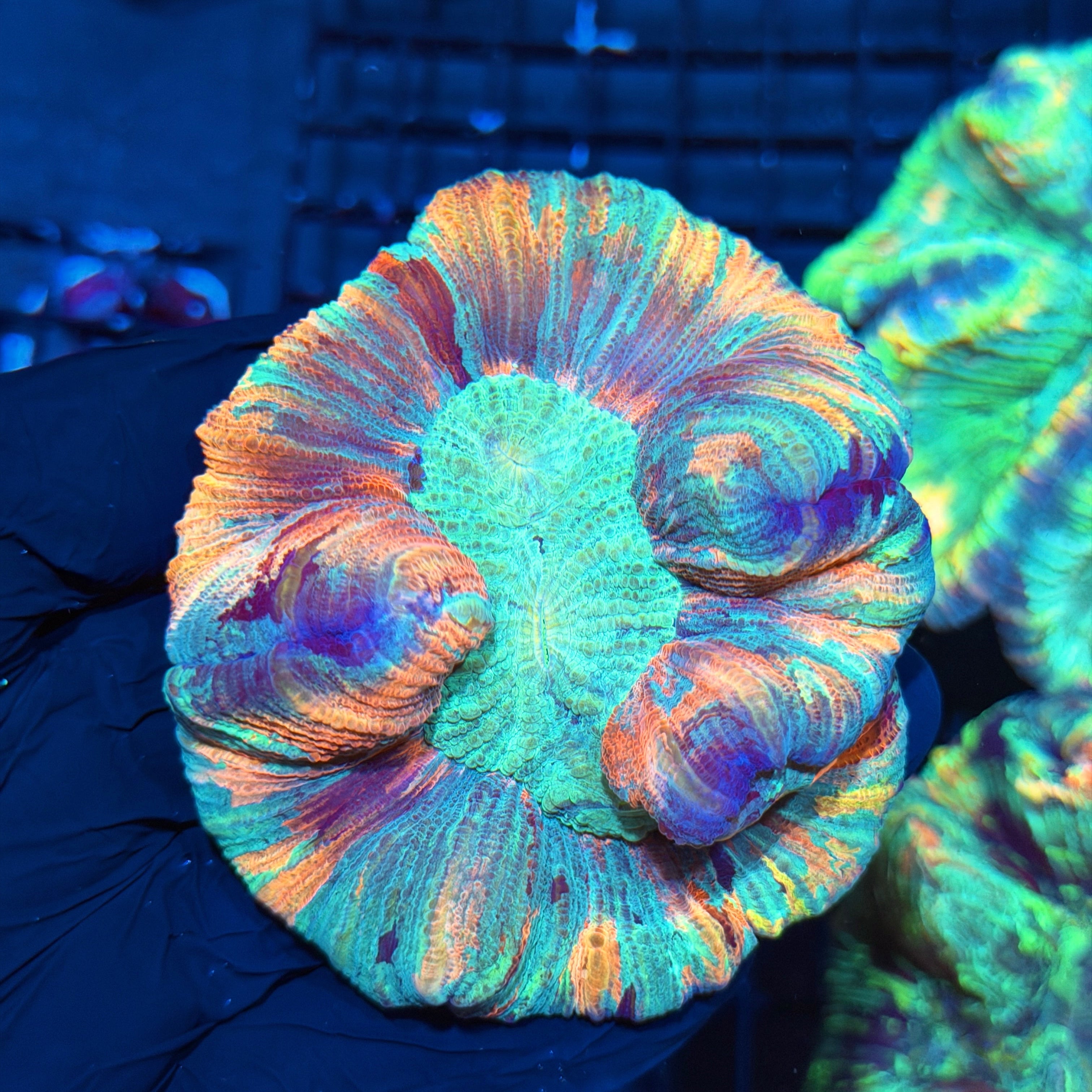 Jay's Exotic Corals