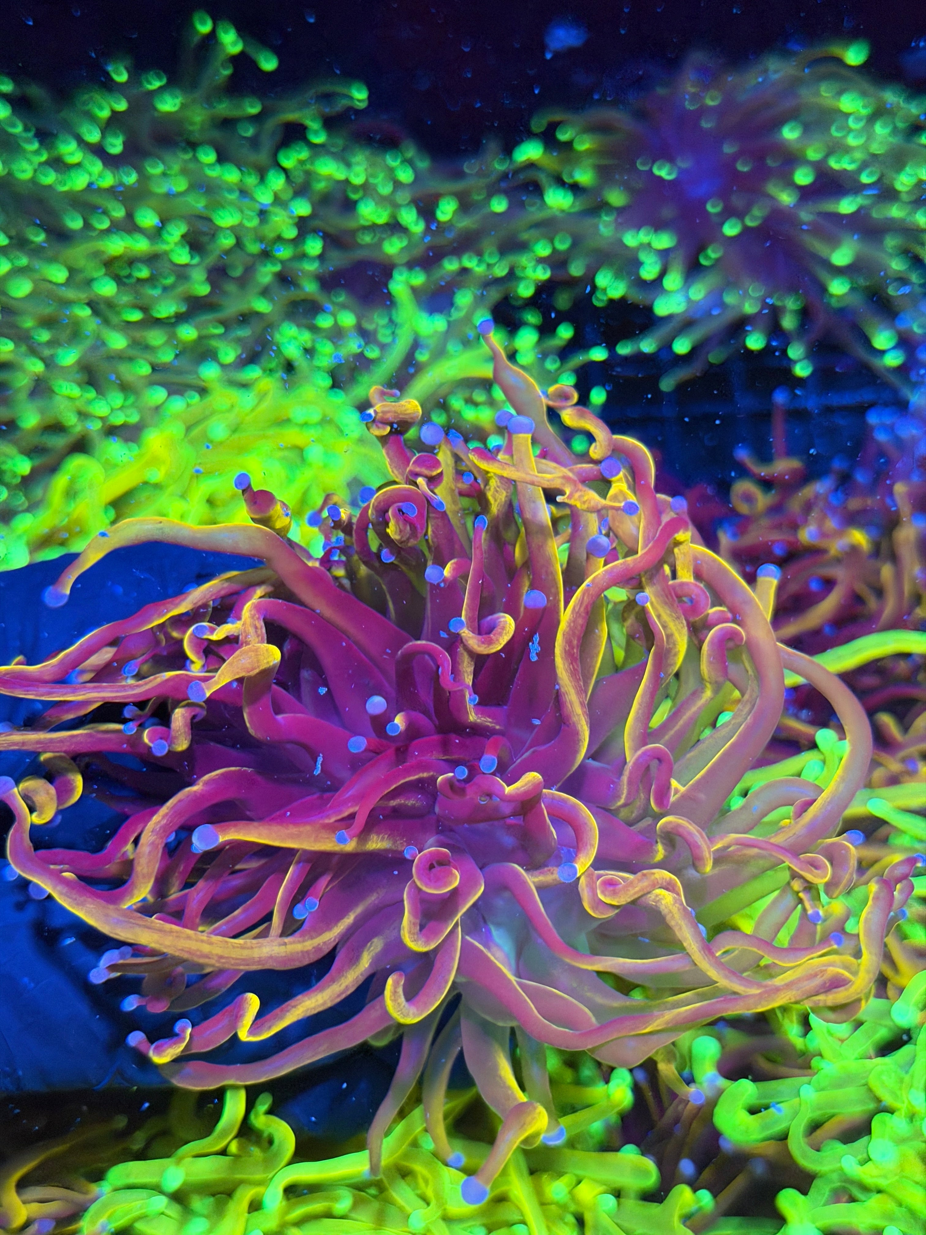 JEA Orange Peel Torch Coral 2 Heads XL