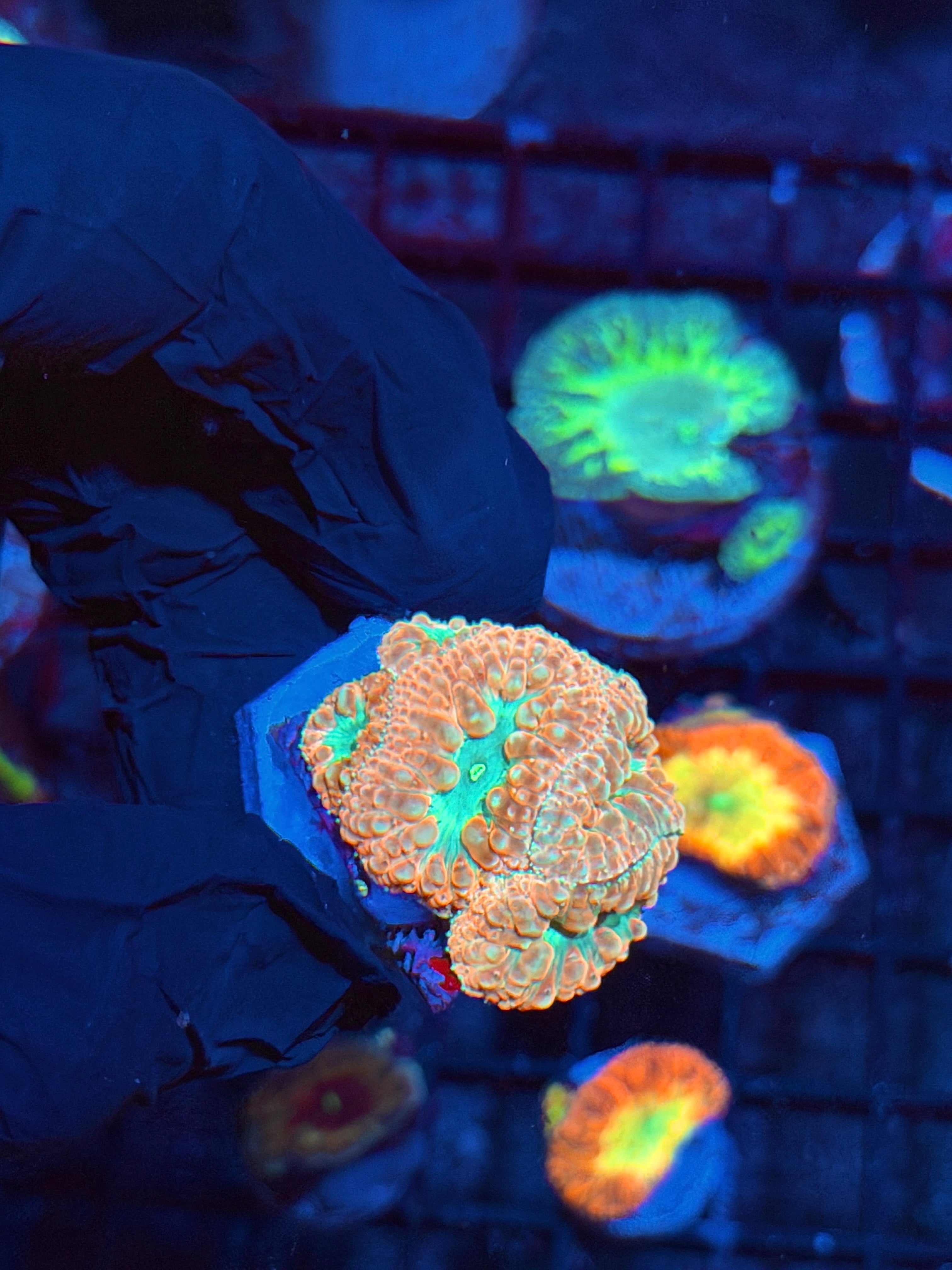 JEA Creamsicle Blastomussa Coral Mini Colony 5 Heads