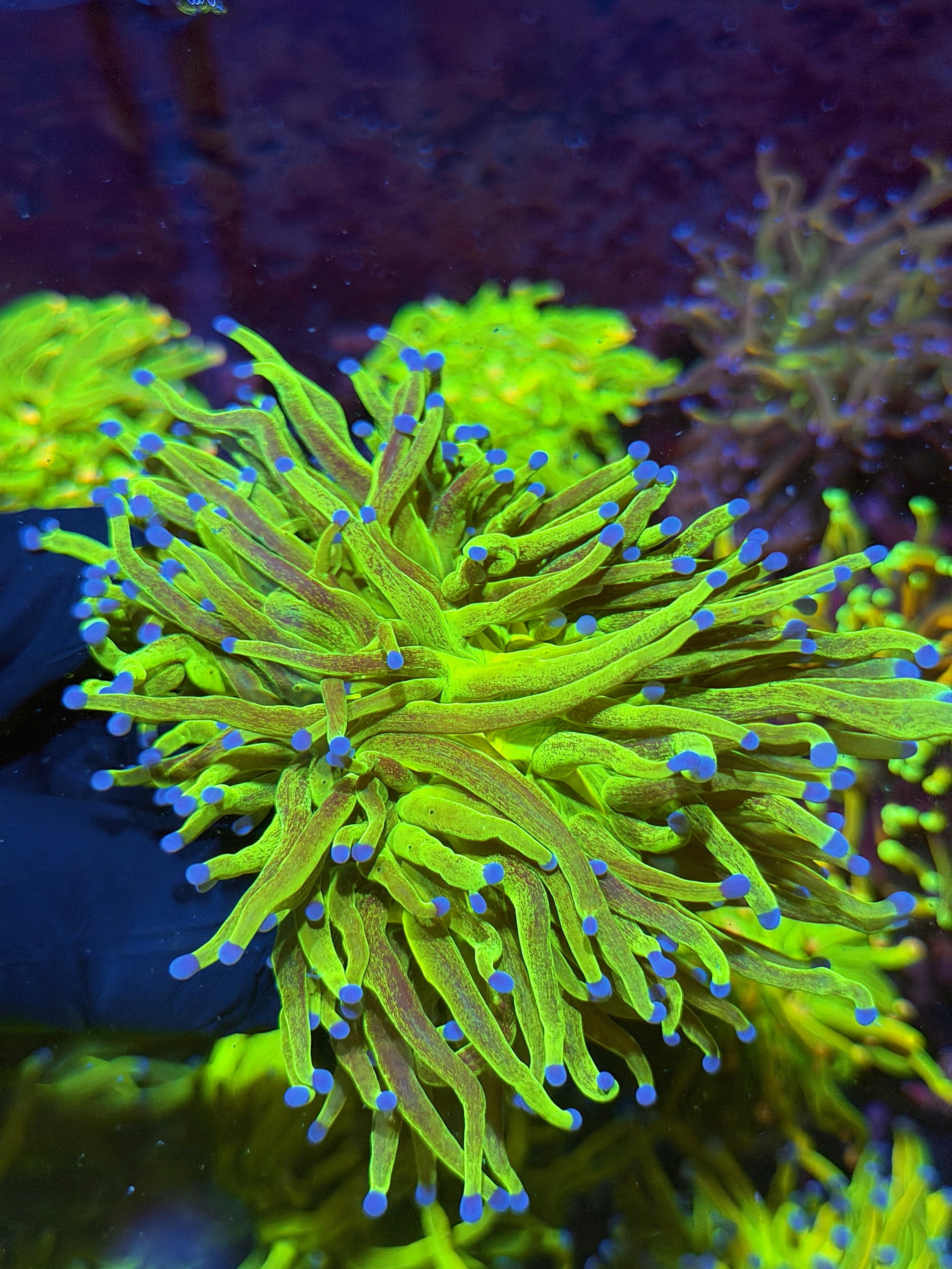JEA Glitter Holy Grail Torch Coral 2 Heads XXL Show Piece 7/10