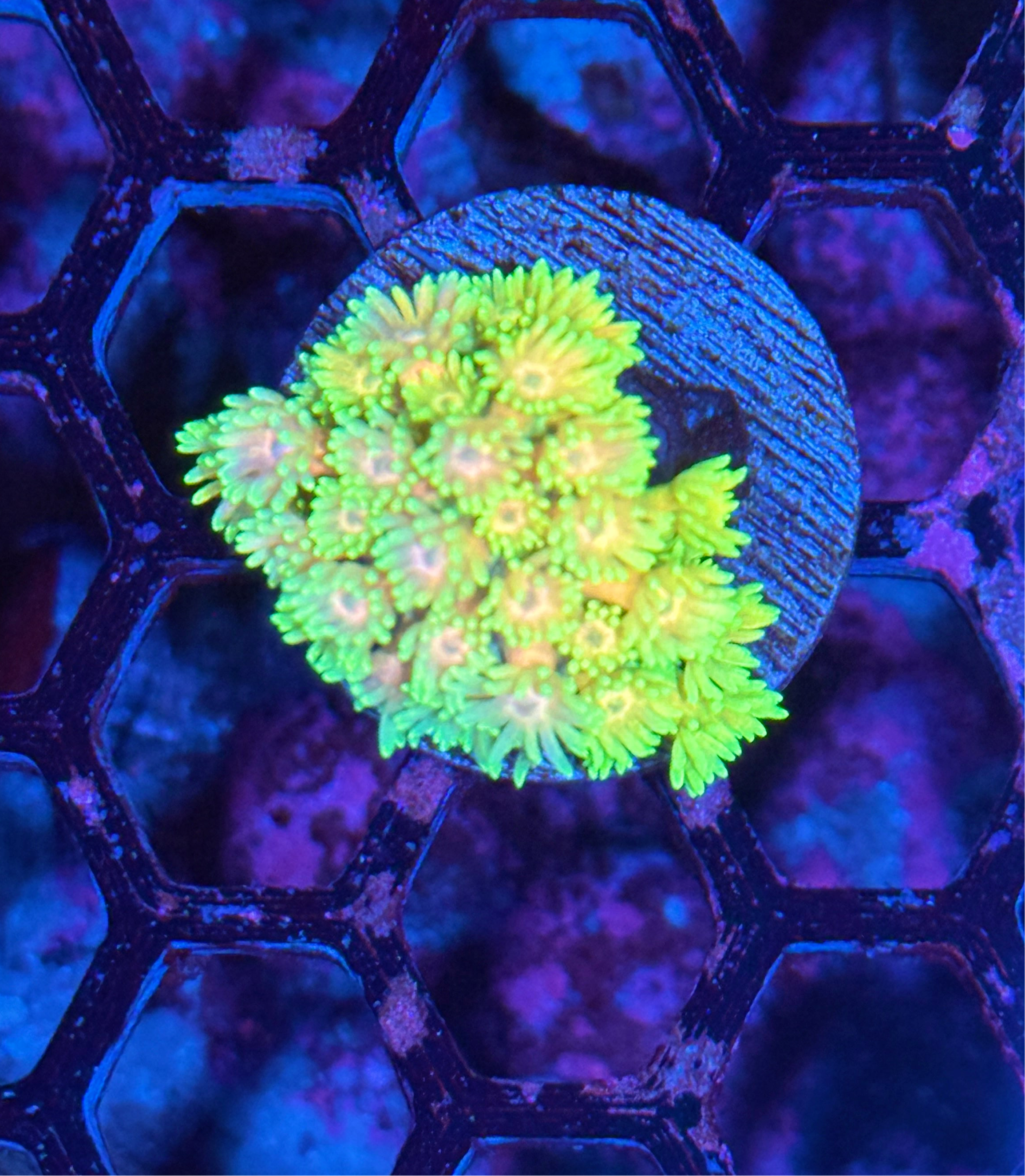 JEA Neon Rainbow Goniopora Coral