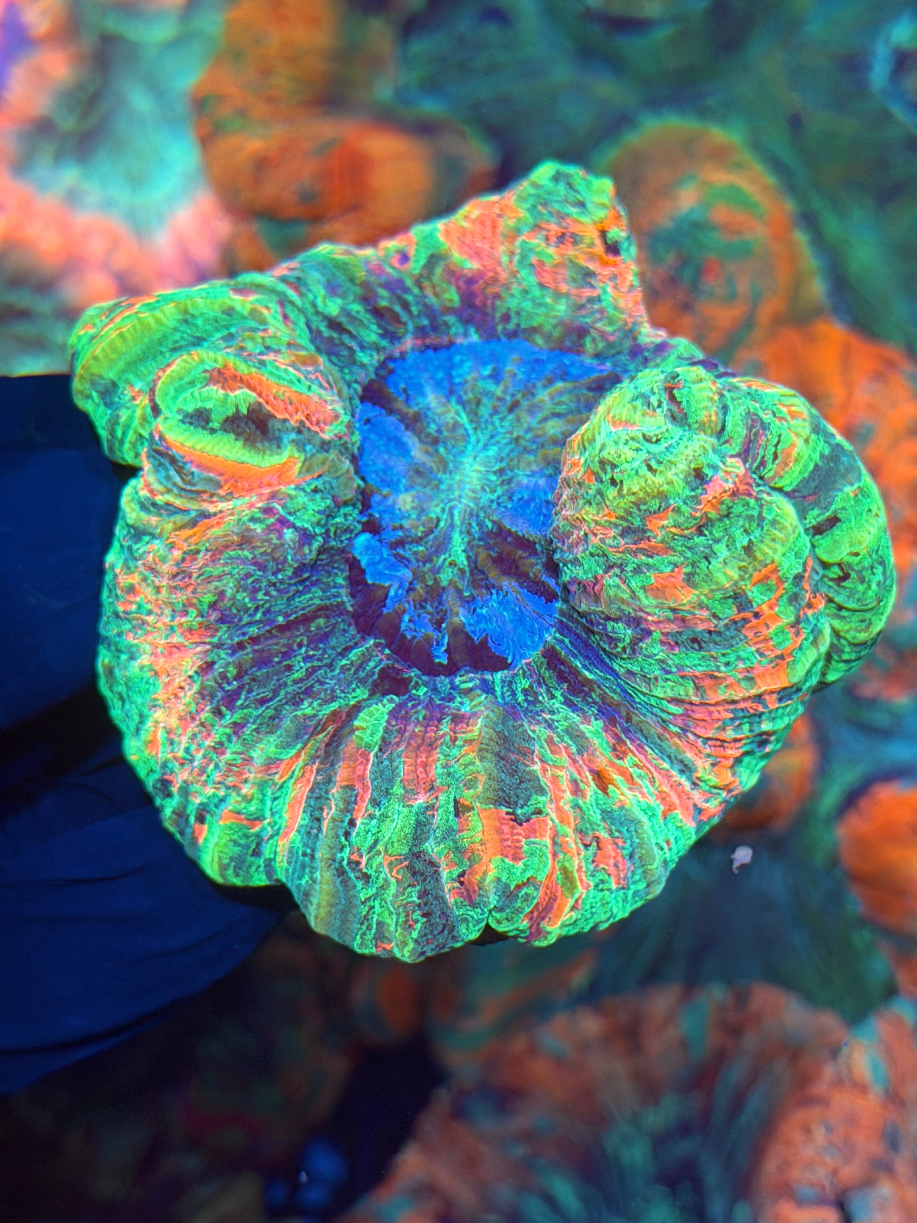 Rainbow Indo Trachyphyllia Meat Coral Insane 12/1