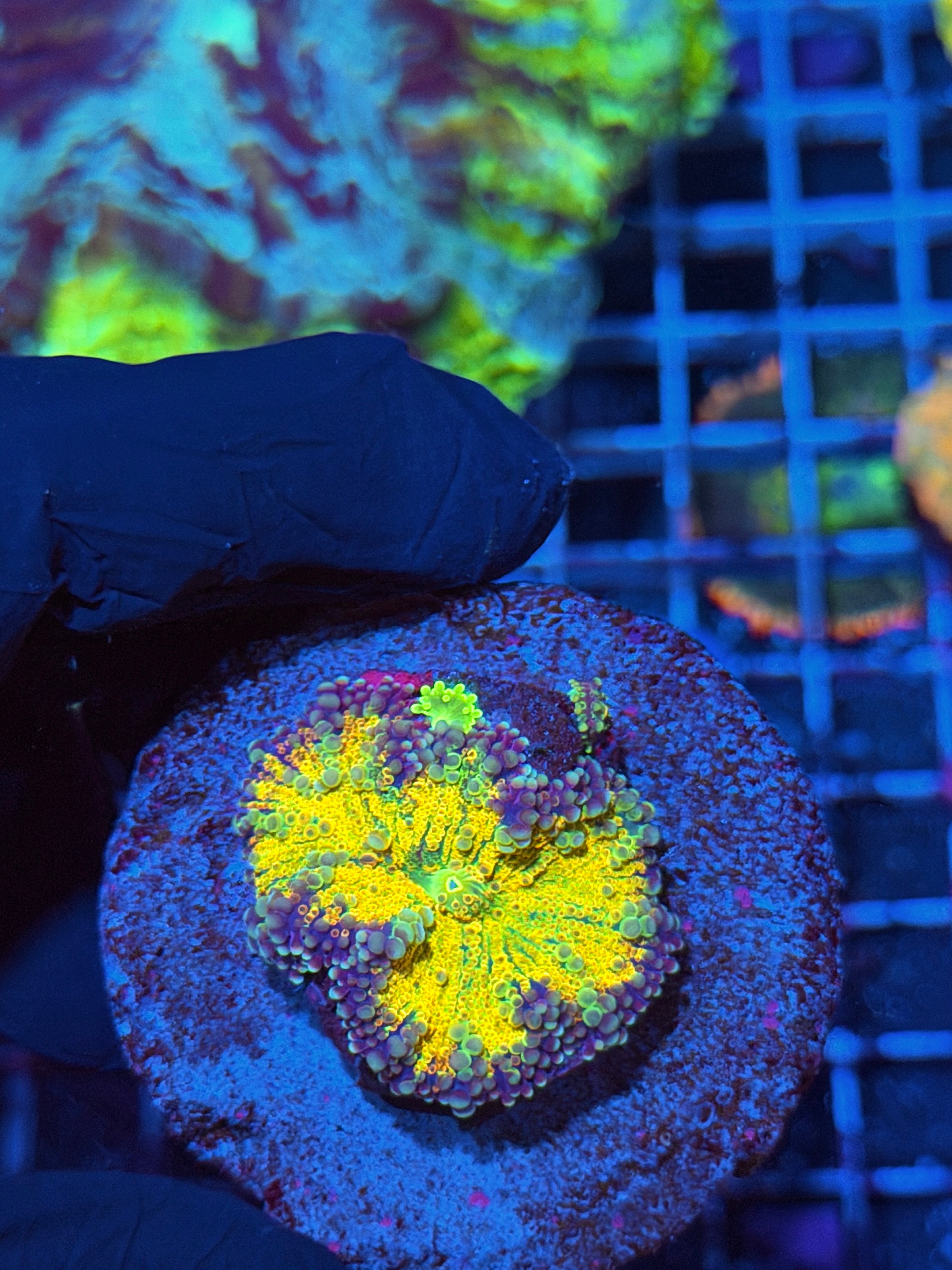 JEA Rainbow Magma Yuma Mushroom Coral