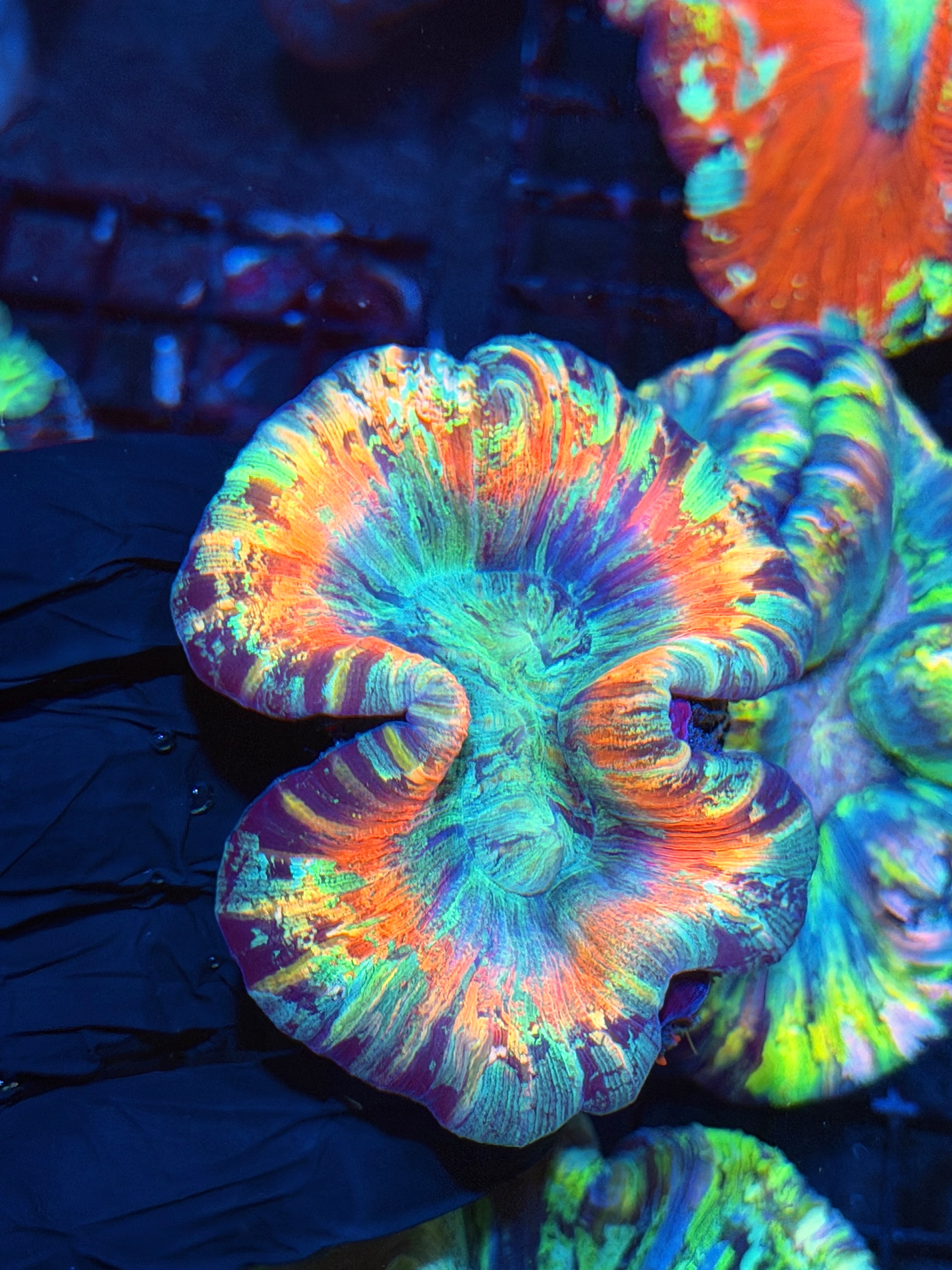 Rainbow Trachyphyllia Meat Coral 6/29