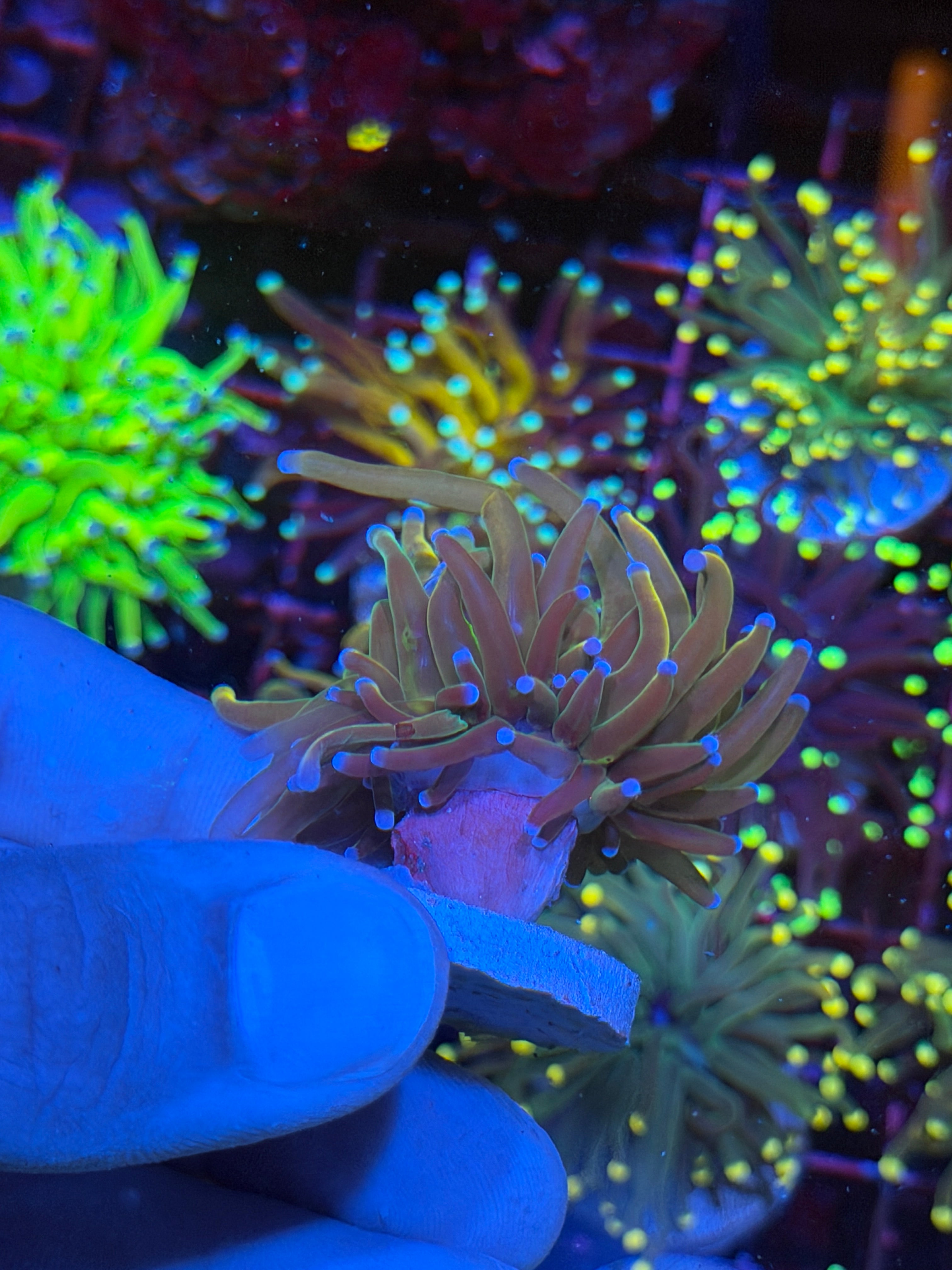 JEA Dragon Tamer Torch Coral 1 Head XL 6/3