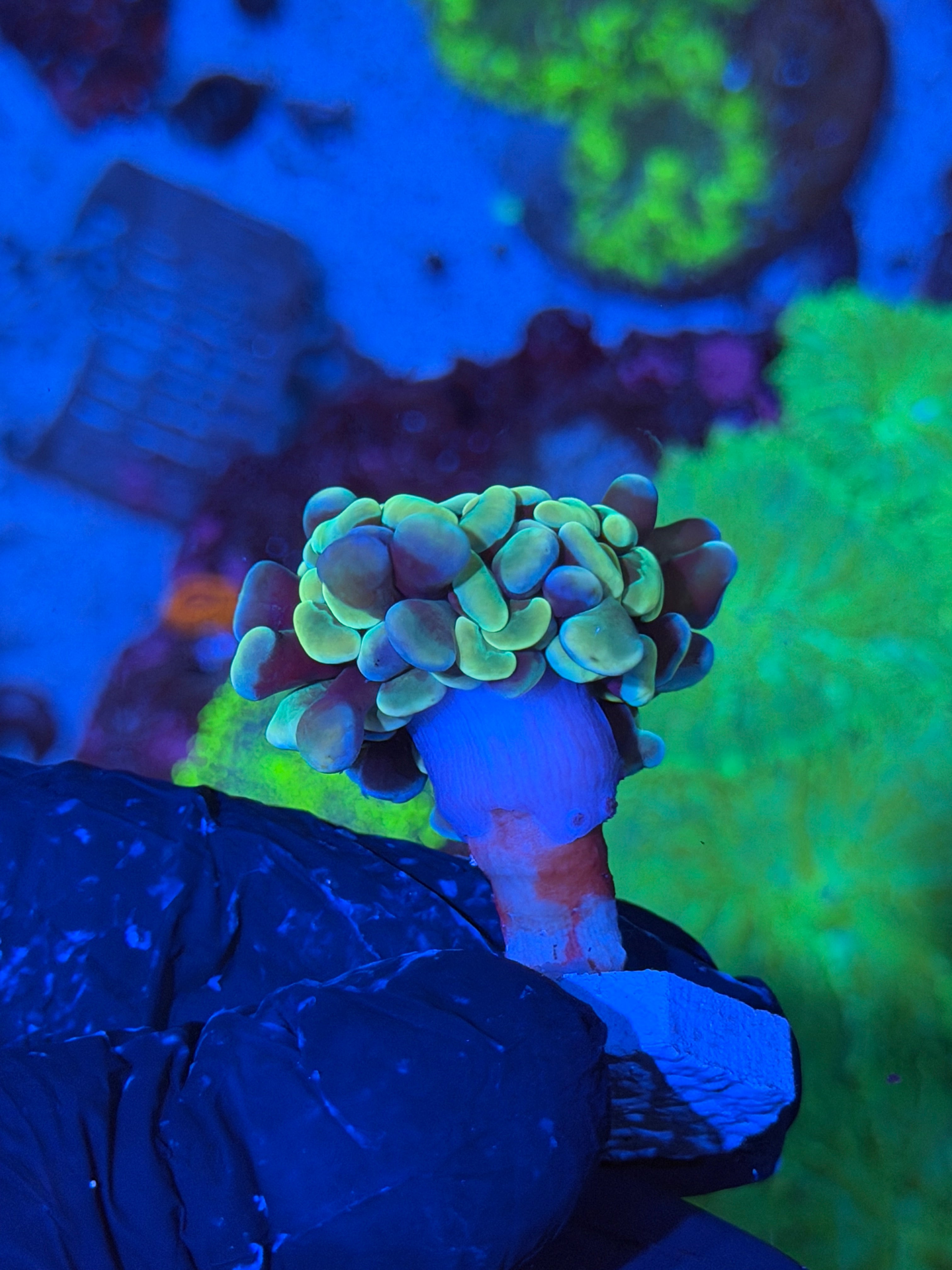 JEA Lightsaber Hammer Coral 1 XL Head
